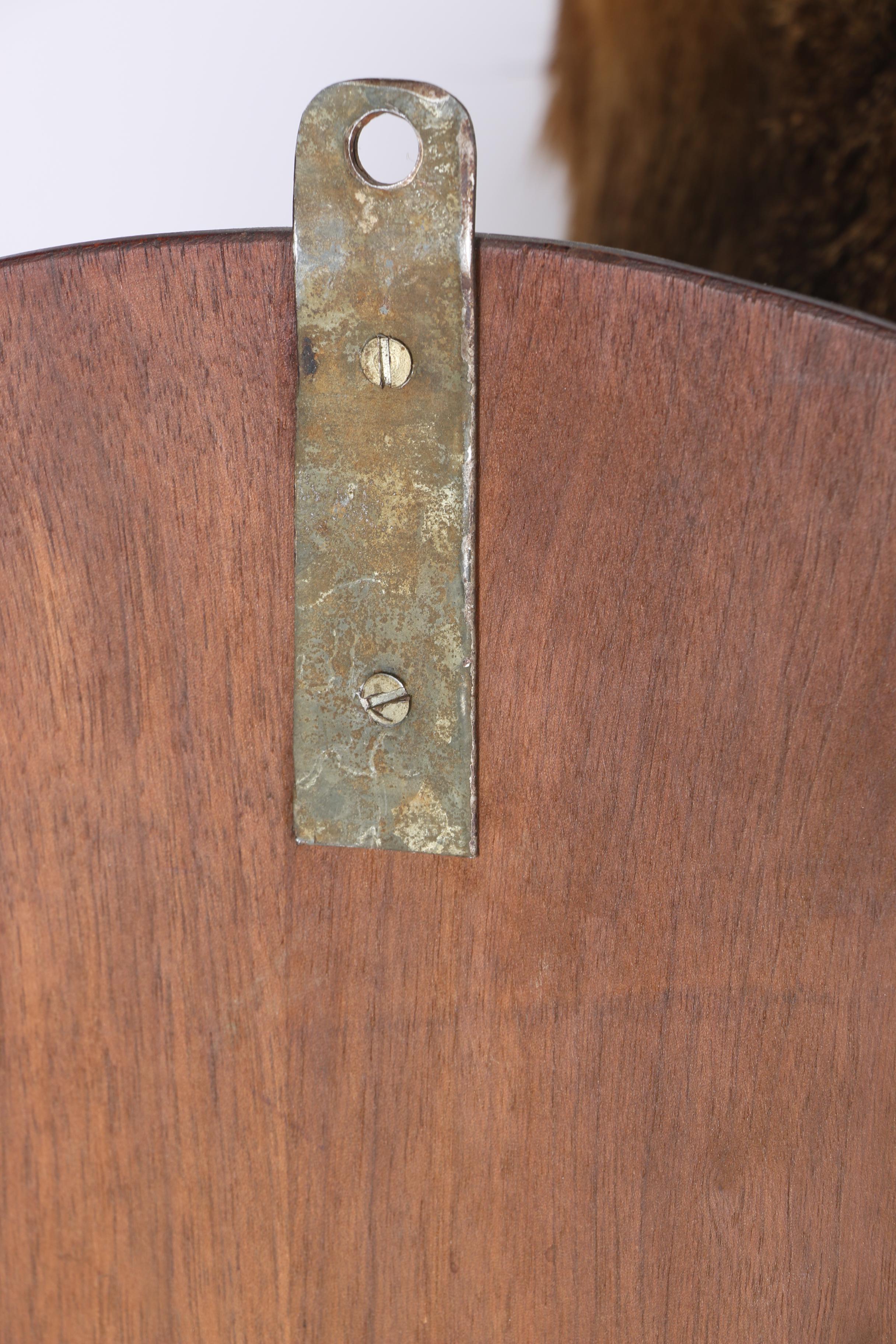 Mounted Deer Head Taxidermy