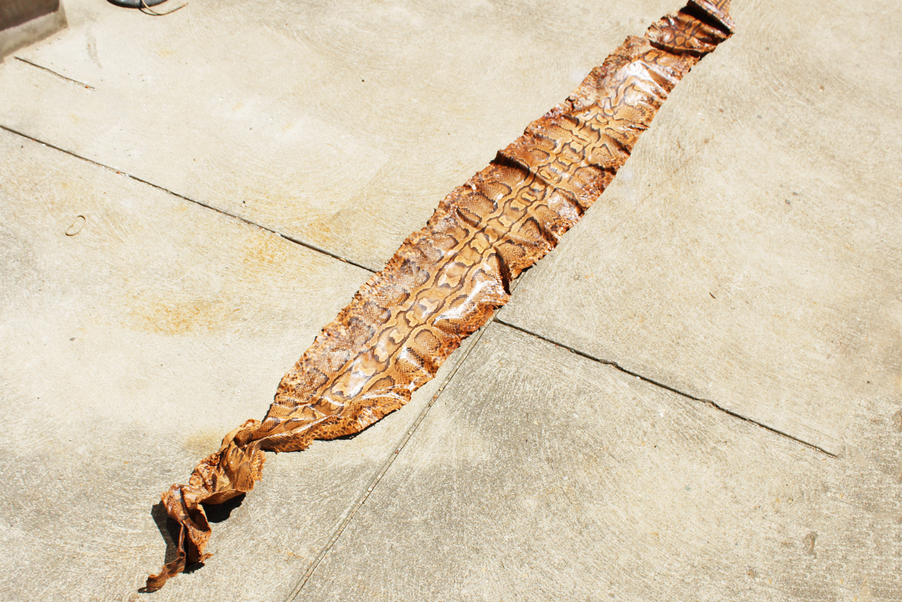 Full Length Boa Constrictor Snakeskin