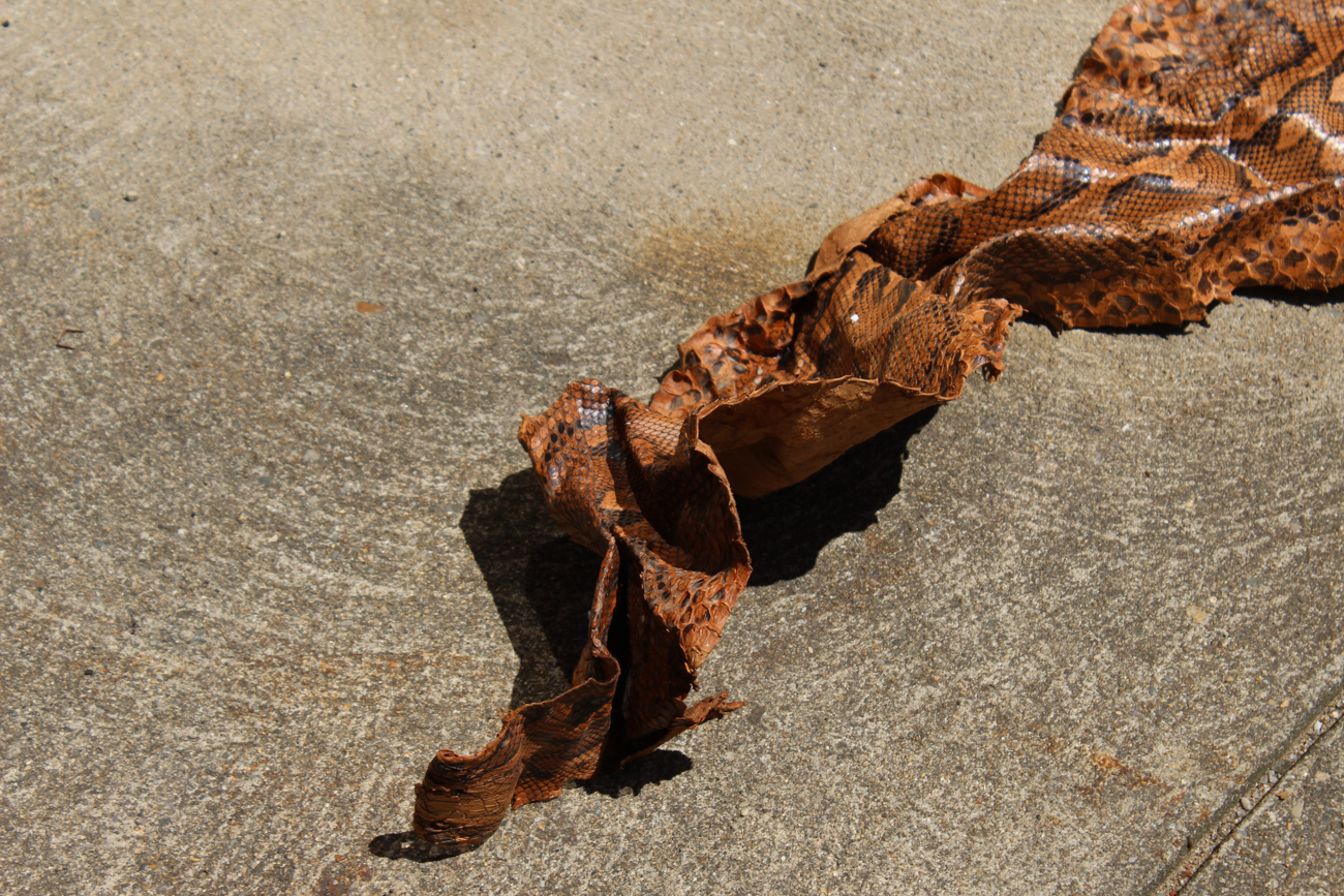 Full Length Boa Constrictor Snakeskin