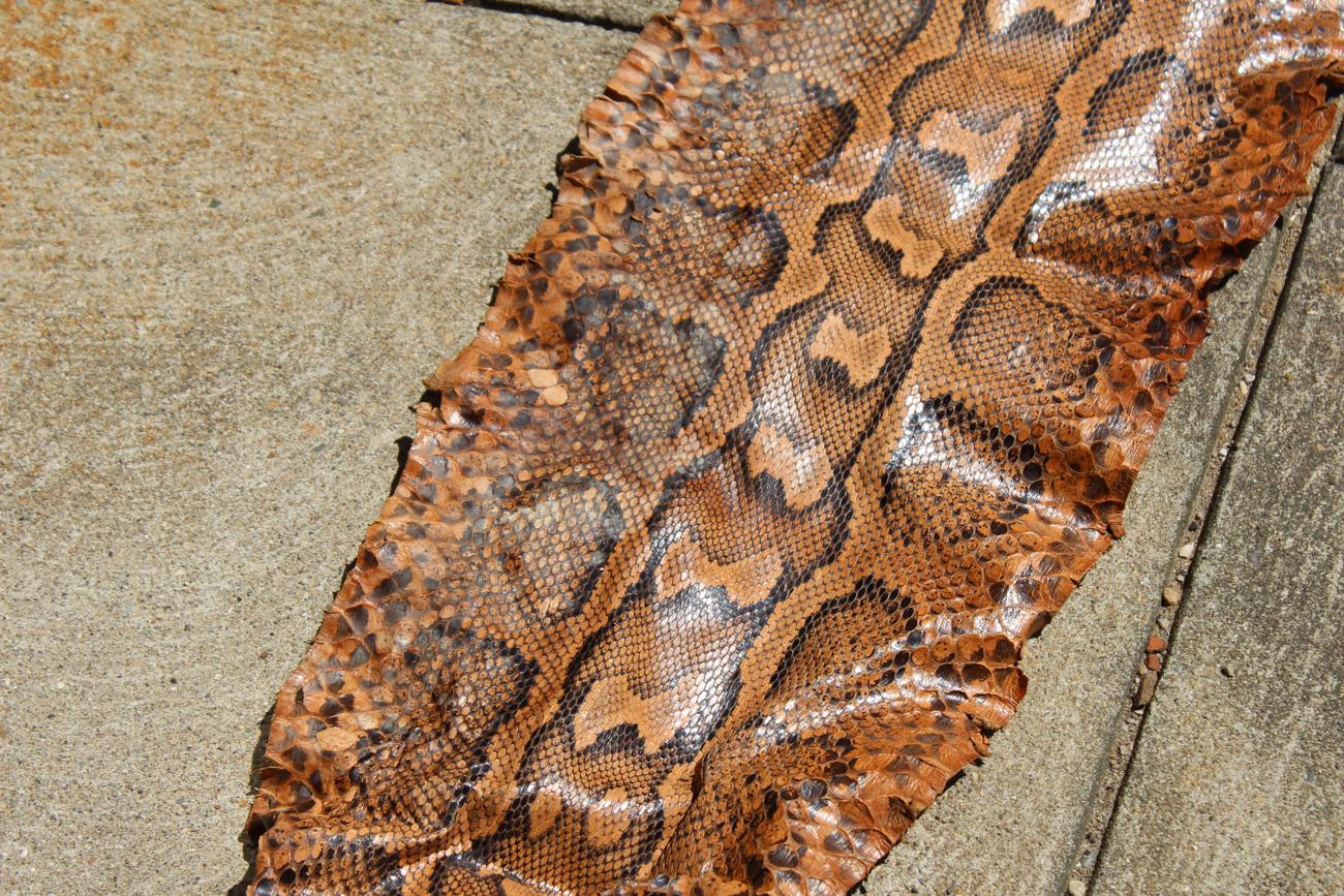 Full Length Boa Constrictor Snakeskin
