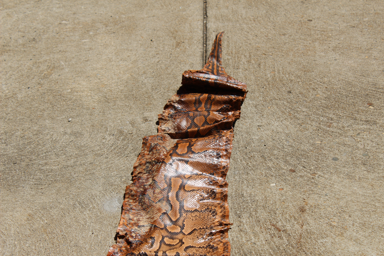Full Length Boa Constrictor Snakeskin