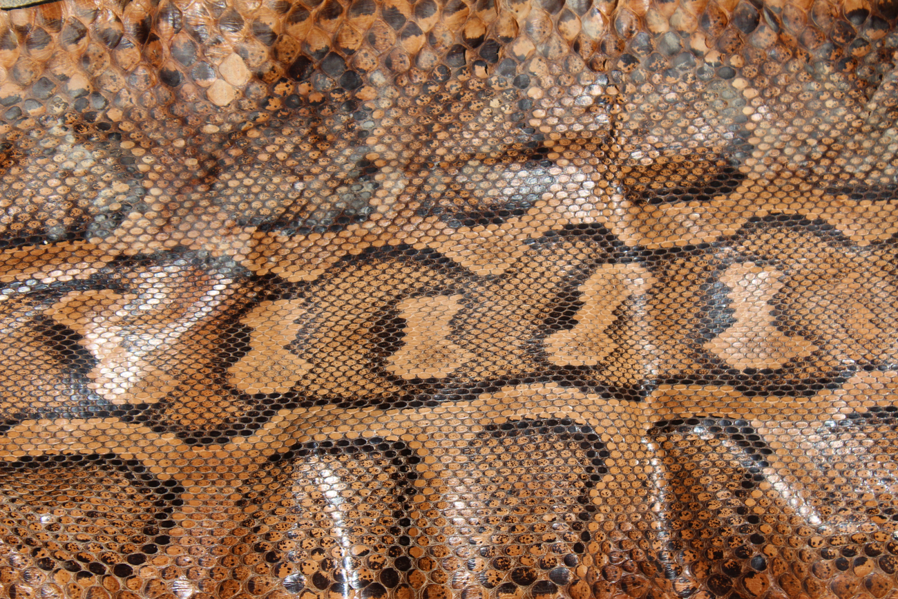 Full Length Boa Constrictor Snakeskin