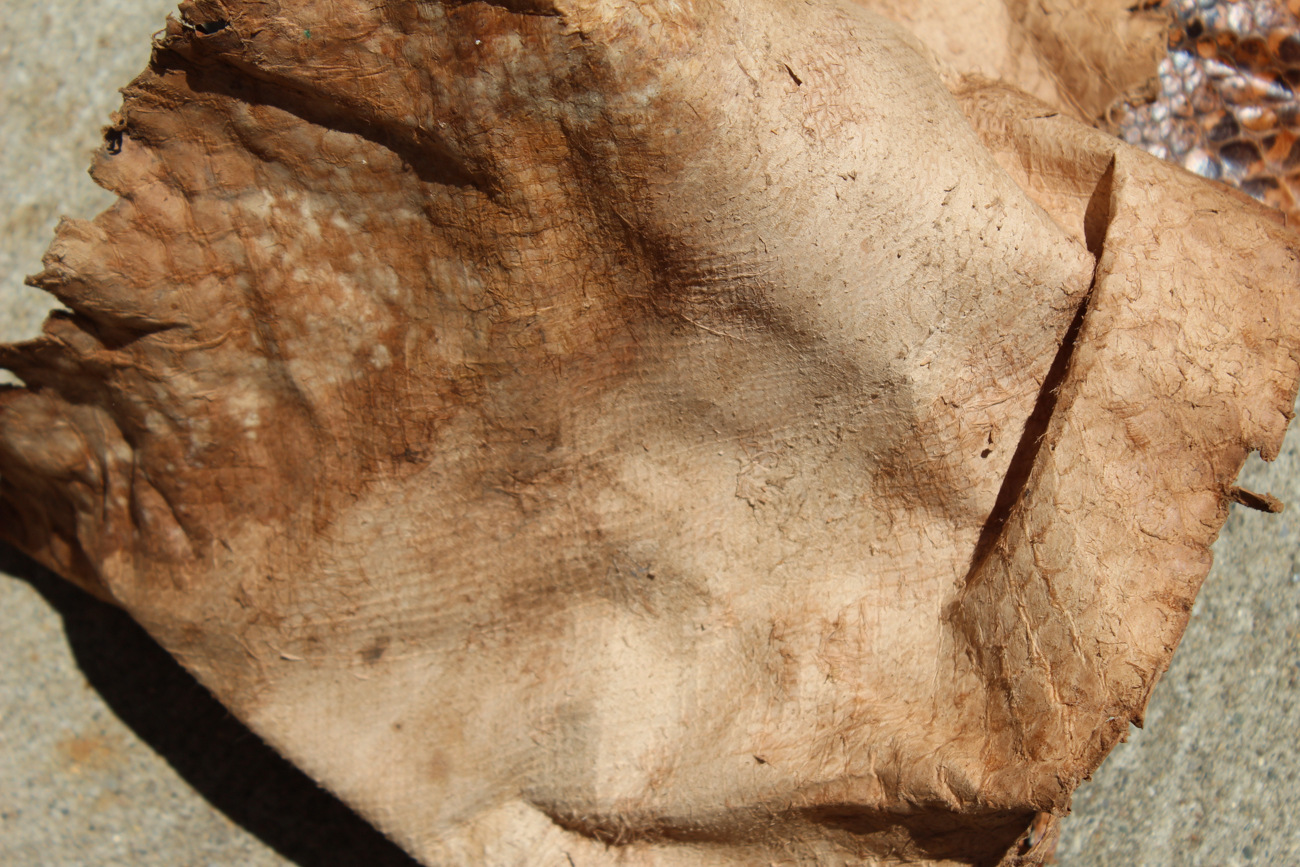 Full Length Boa Constrictor Snakeskin