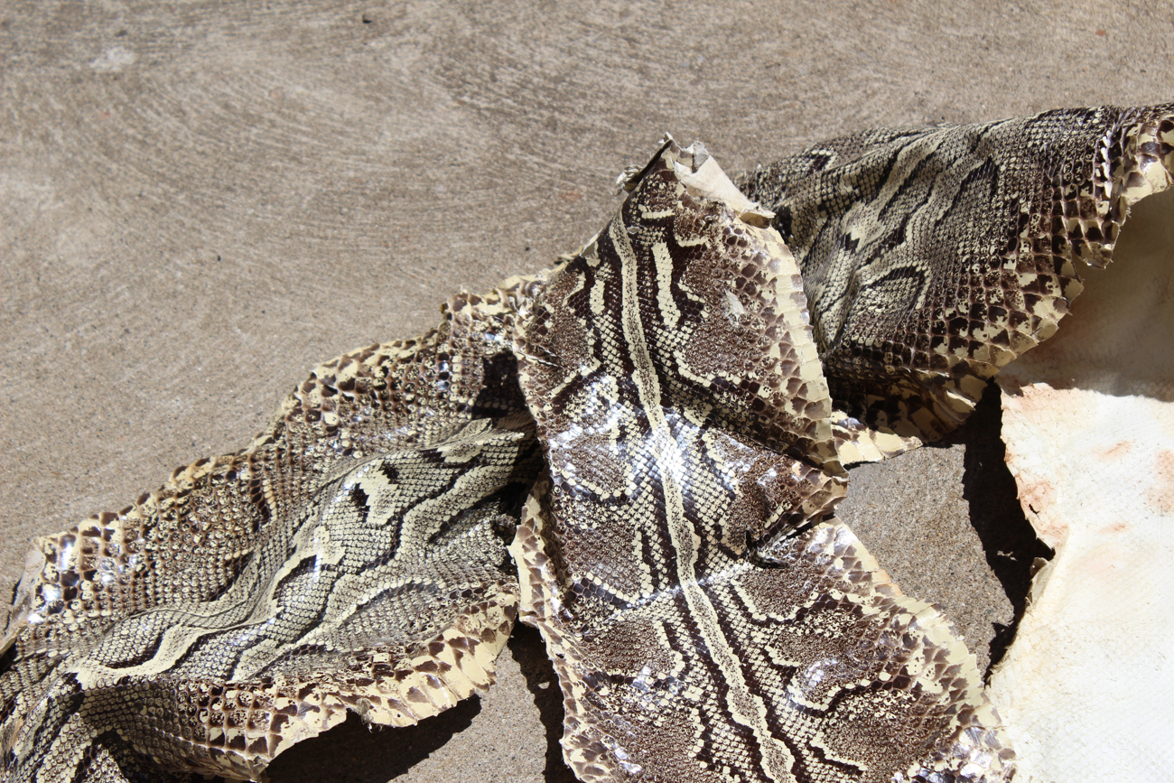 Burmese Python Snakeskin
