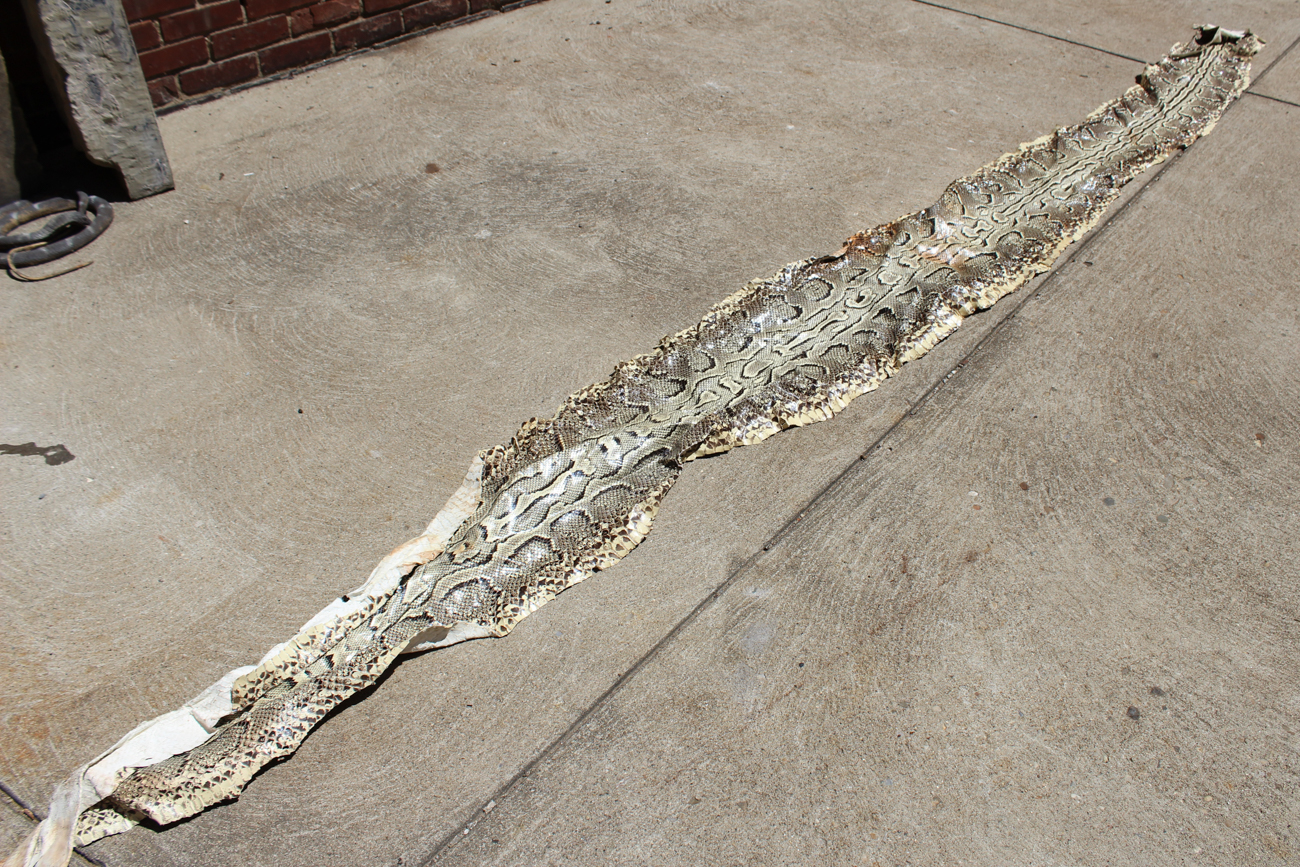 Burmese Python Snakeskin