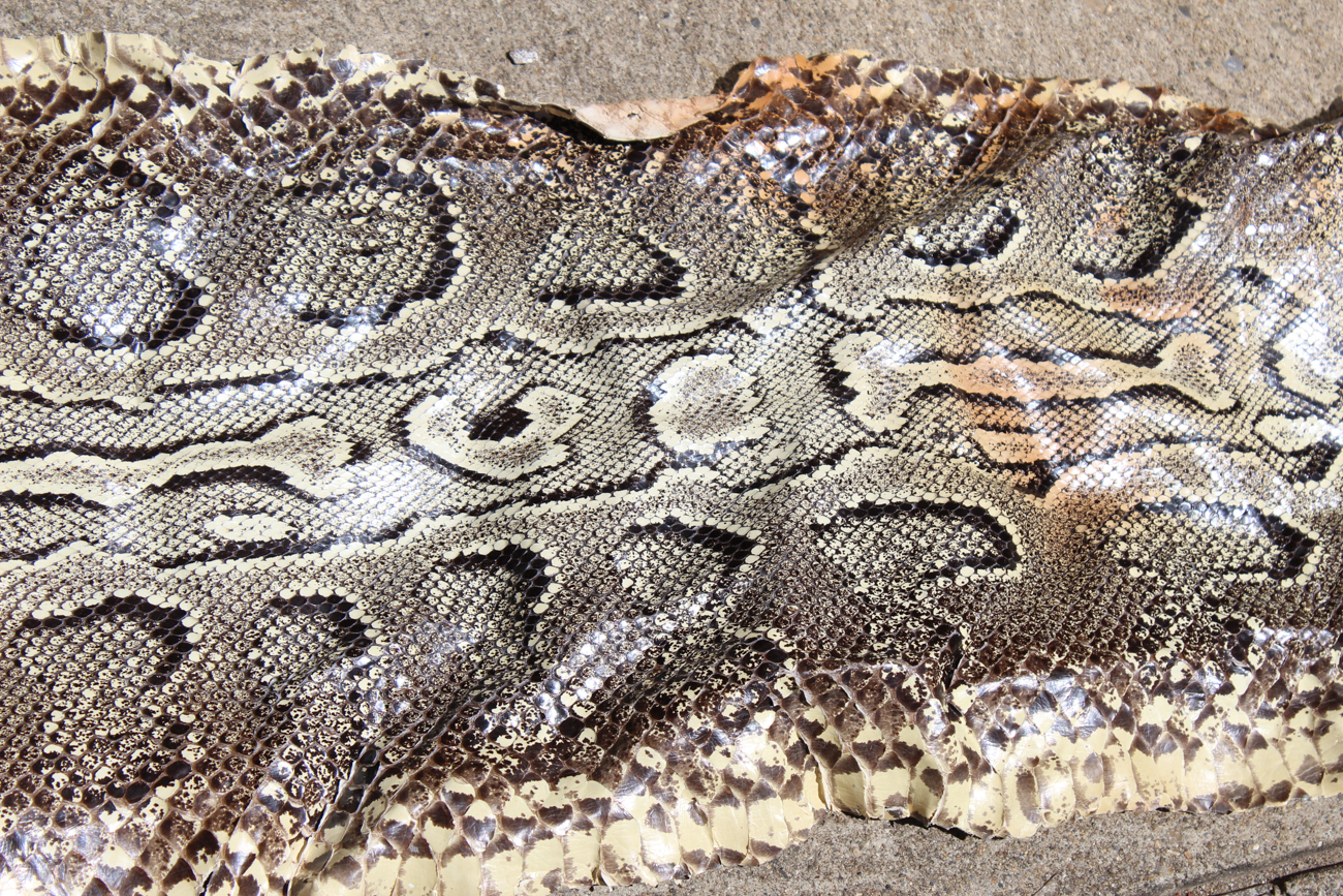 Burmese Python Snakeskin