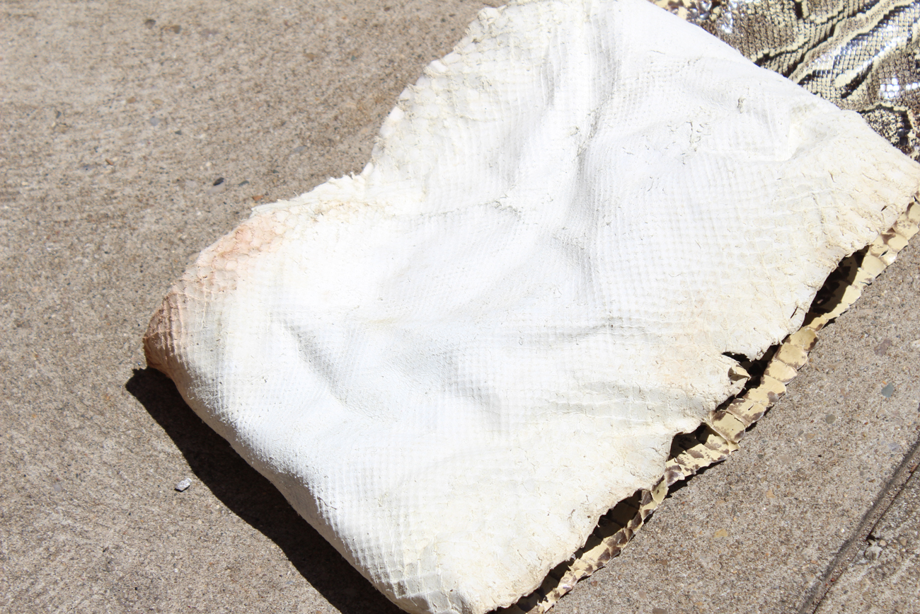 Burmese Python Snakeskin