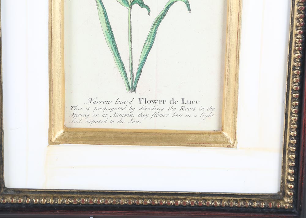 Trowbridge Framed Botanical Offset Lithographs and Wall Sconces