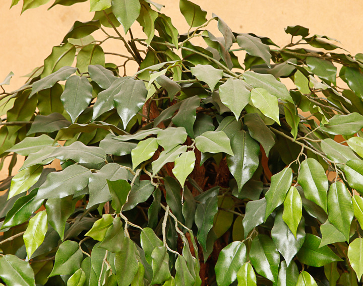 Faux Ficus Indoor Tree