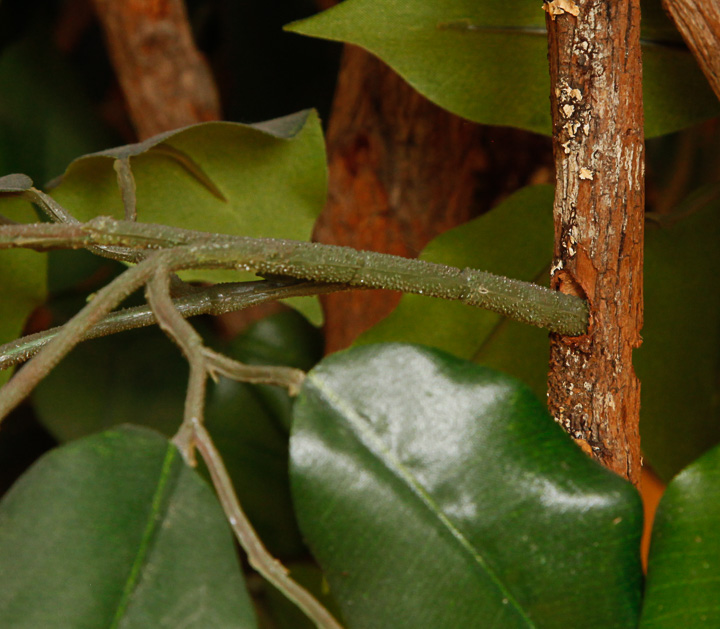 Faux Ficus Indoor Tree