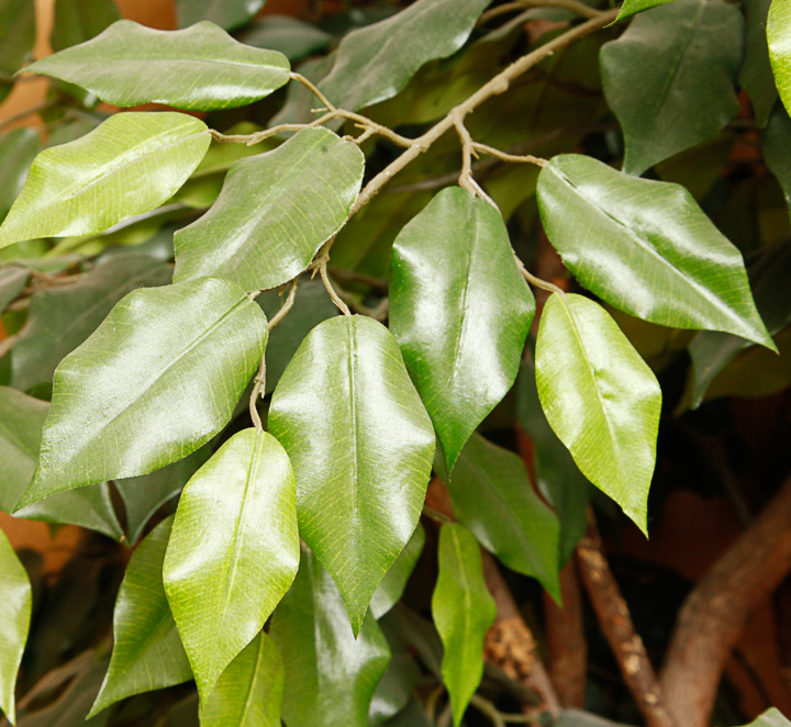 Faux Ficus Indoor Tree