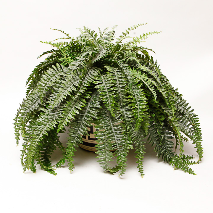 Faux Fern