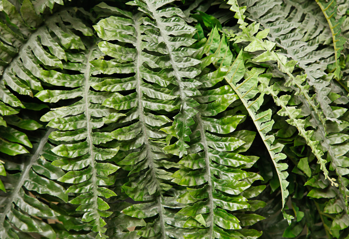 Faux Fern