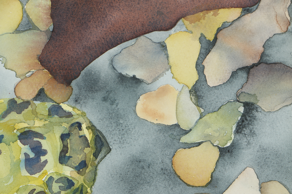 1984 Watercolor Painting on Paper of a Tortoise