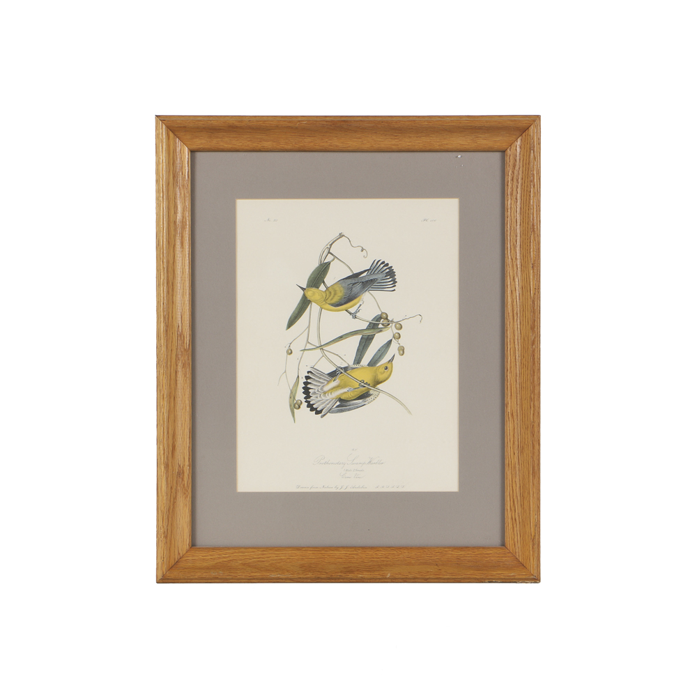 Lithograph After John James Audubon's "Prothonotary Swamp Warbler"