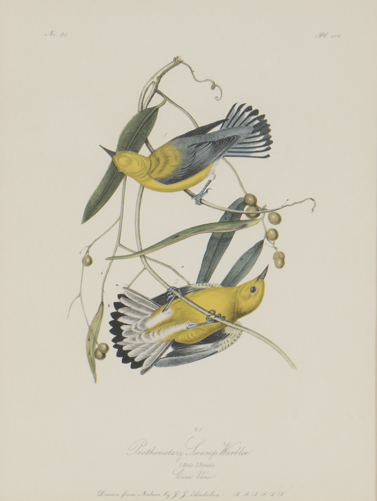 Lithograph After John James Audubon's "Prothonotary Swamp Warbler"