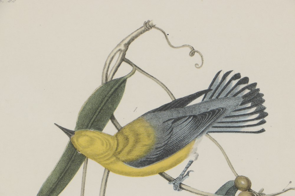 Lithograph After John James Audubon's "Prothonotary Swamp Warbler"