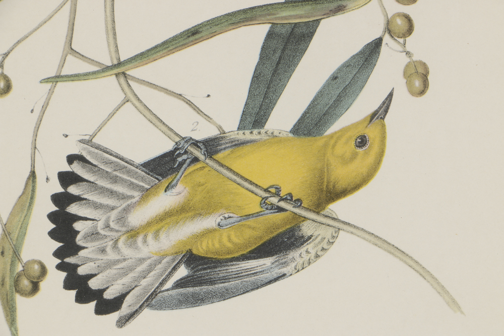 Lithograph After John James Audubon's "Prothonotary Swamp Warbler"