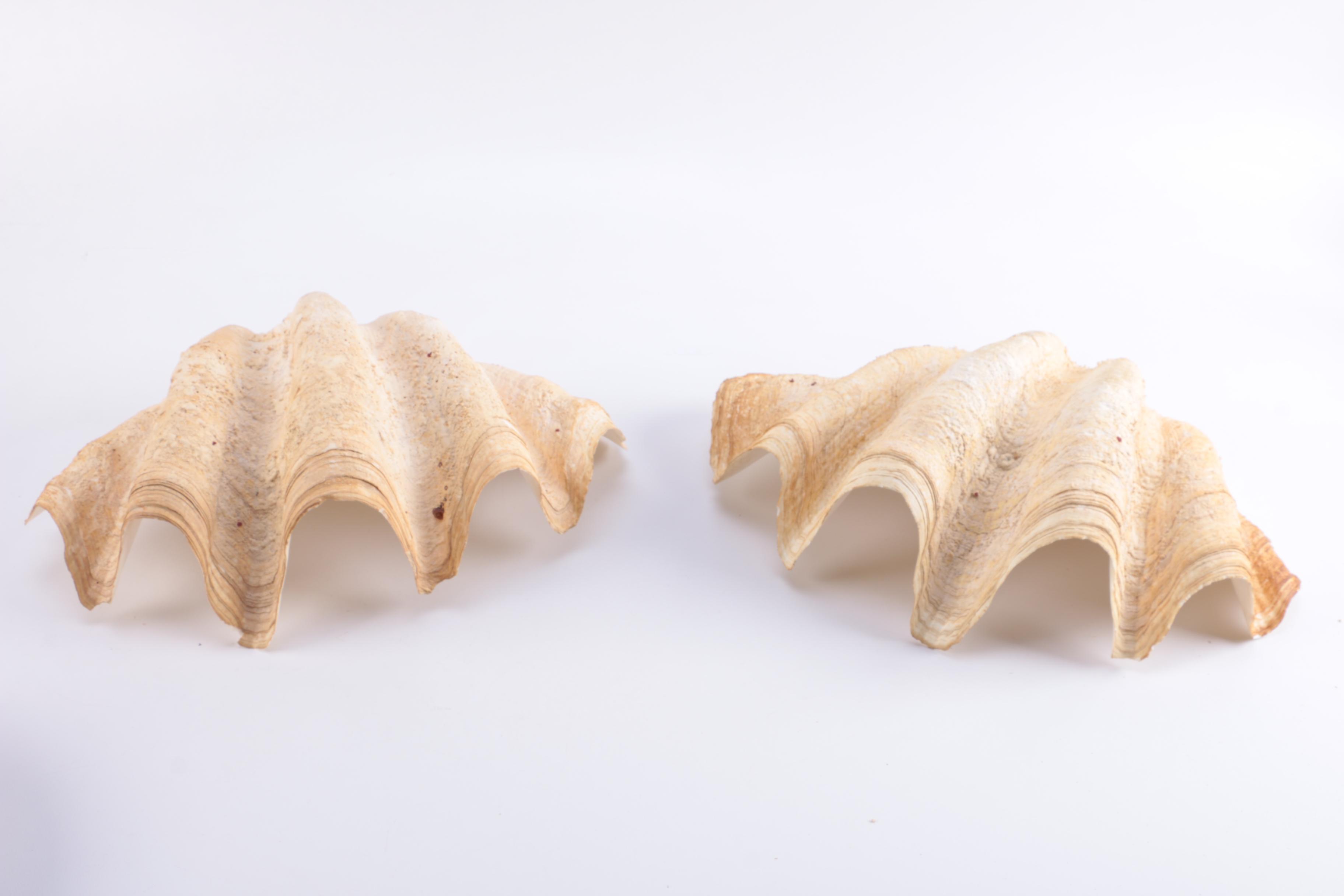 Marine Mollusk Shells