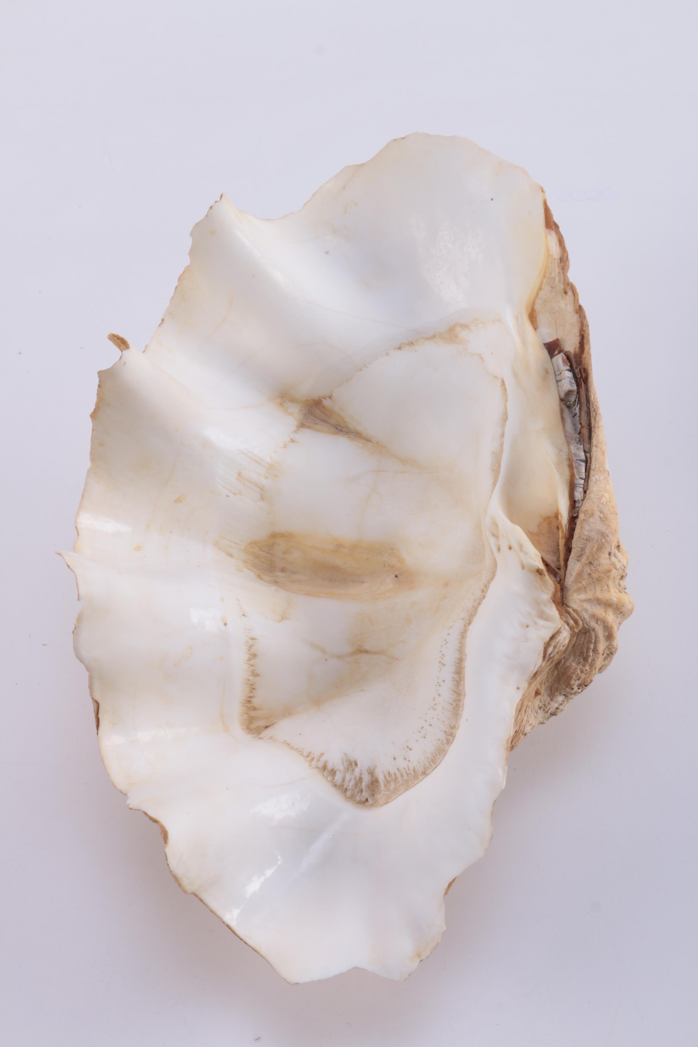 Marine Mollusk Shells