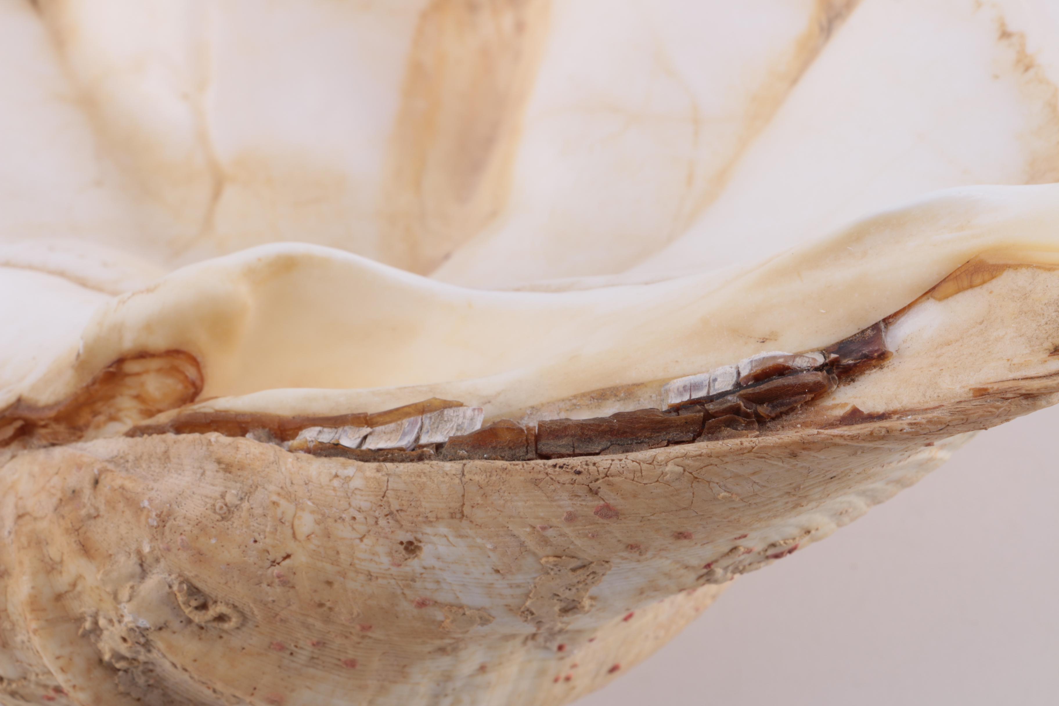 Marine Mollusk Shells