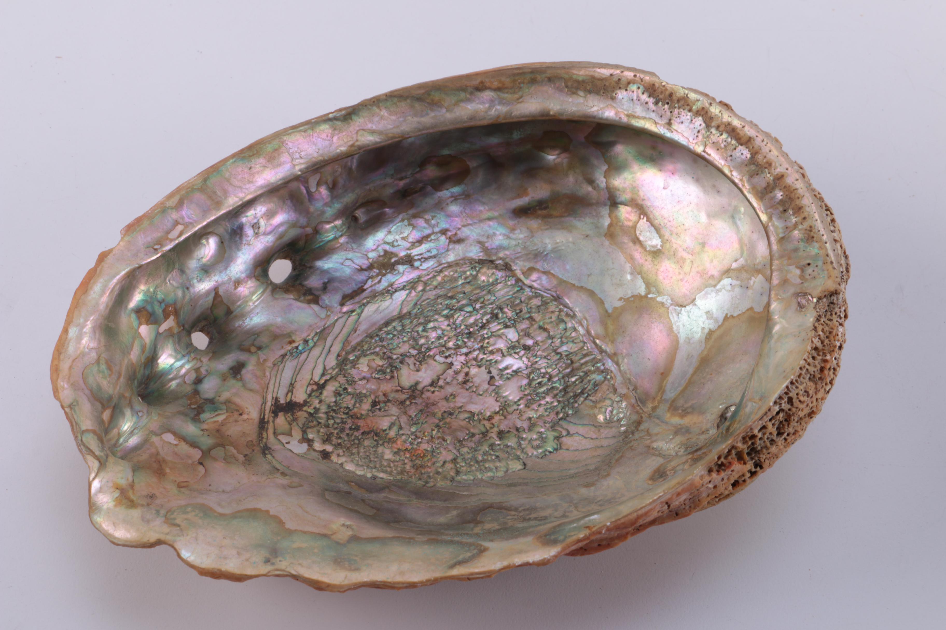 Marine Mollusk Shells