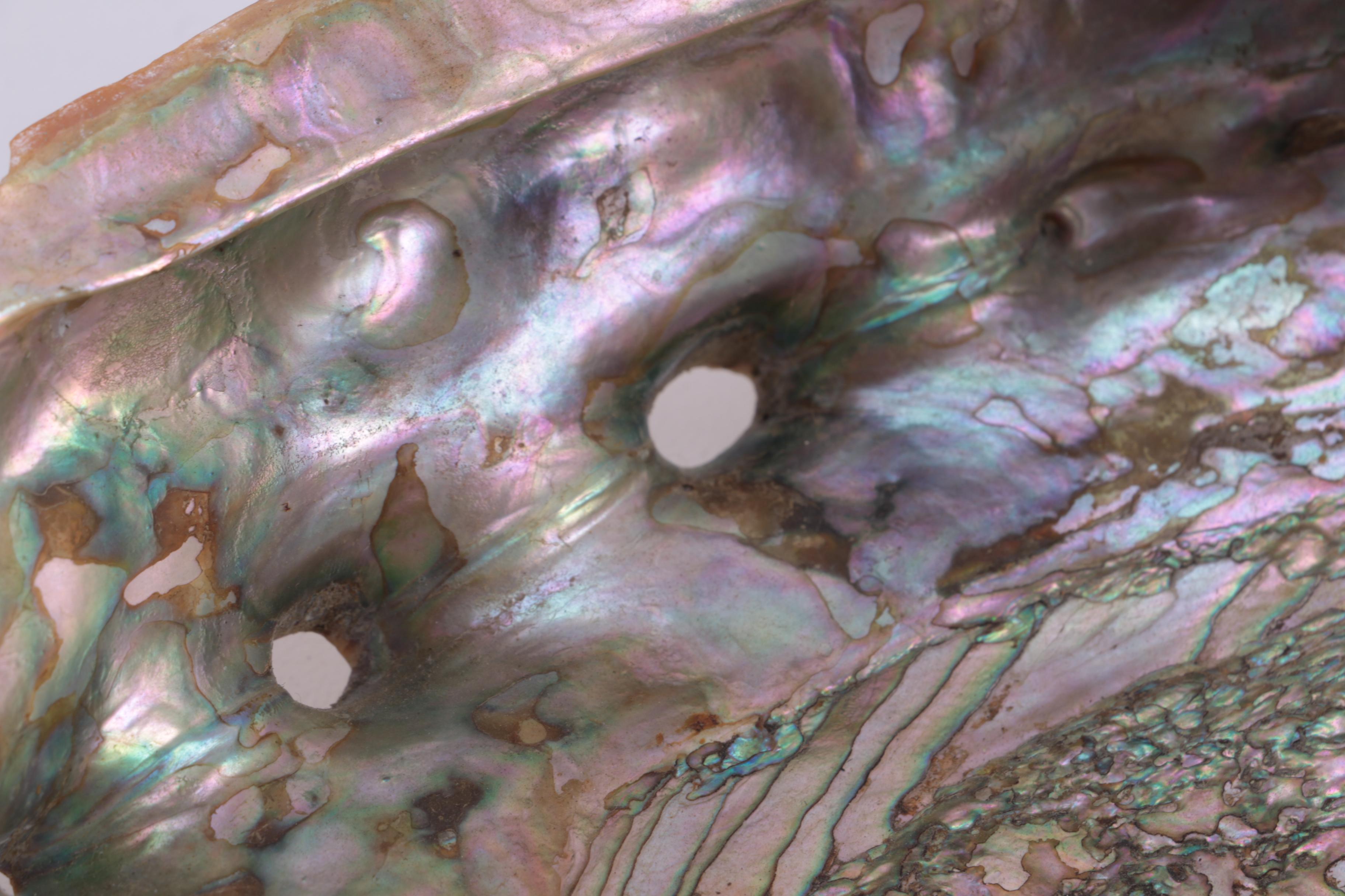 Marine Mollusk Shells