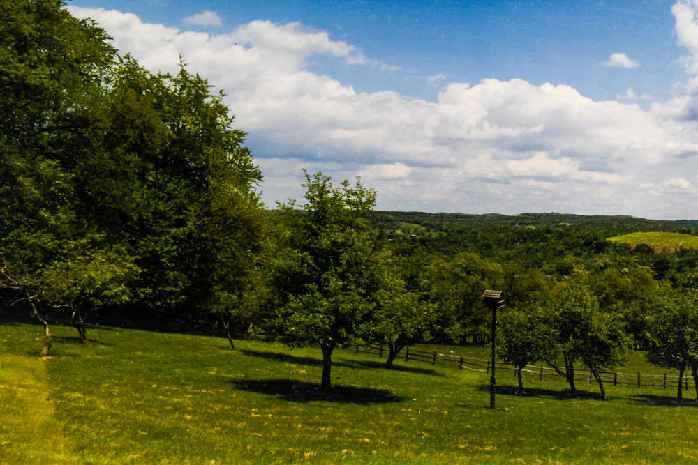 Willie Neumann Photograph "Foxberry"