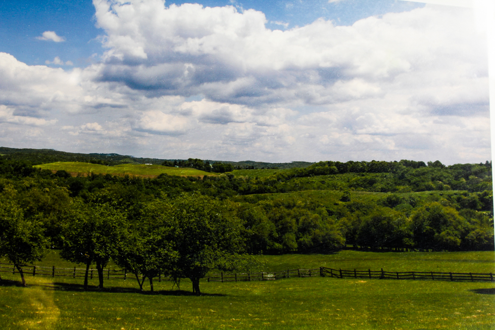 Willie Neumann Photograph "Foxberry"