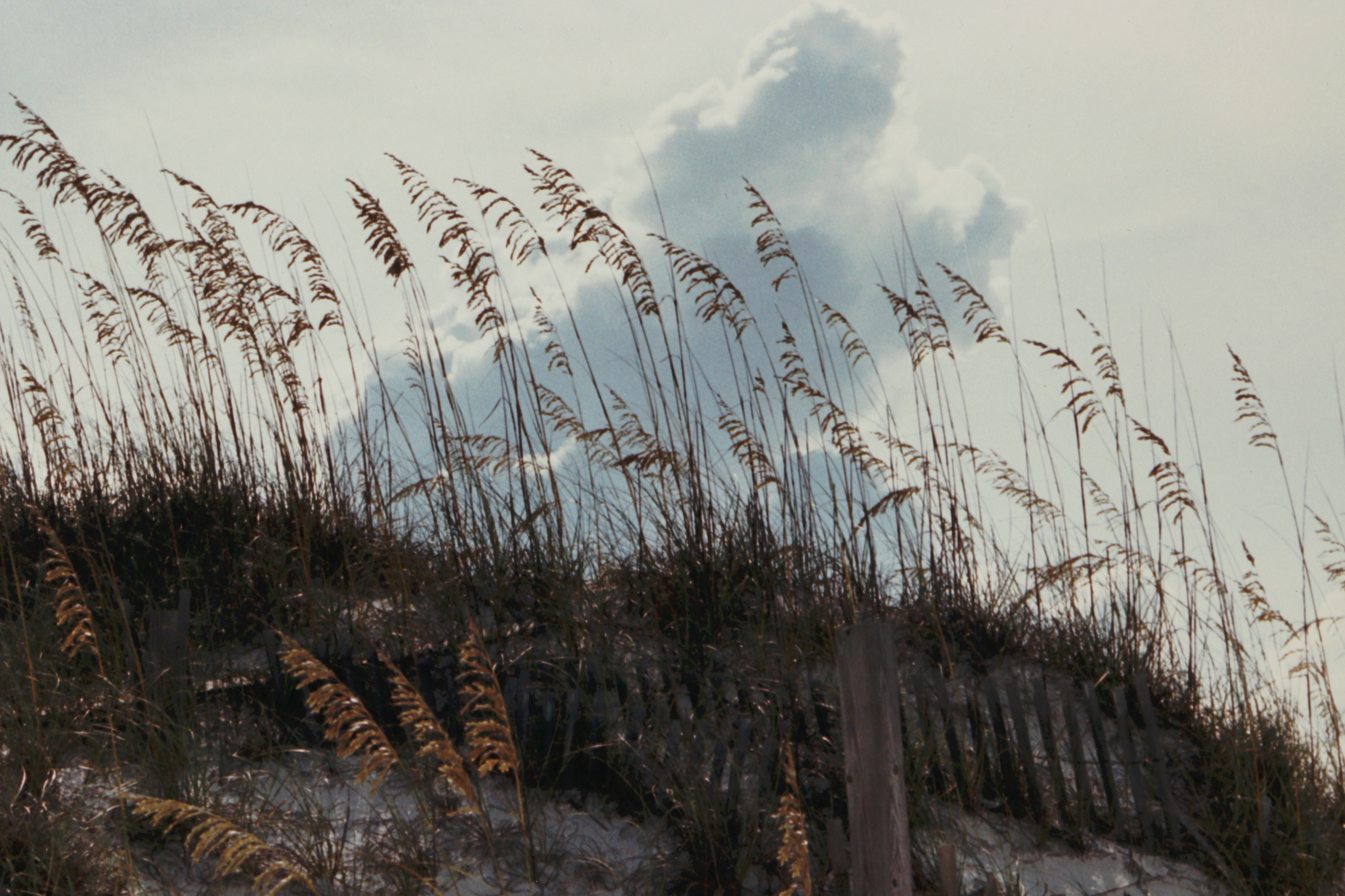 Paul Mantecalvo Color Photograph of A Moment From Florida