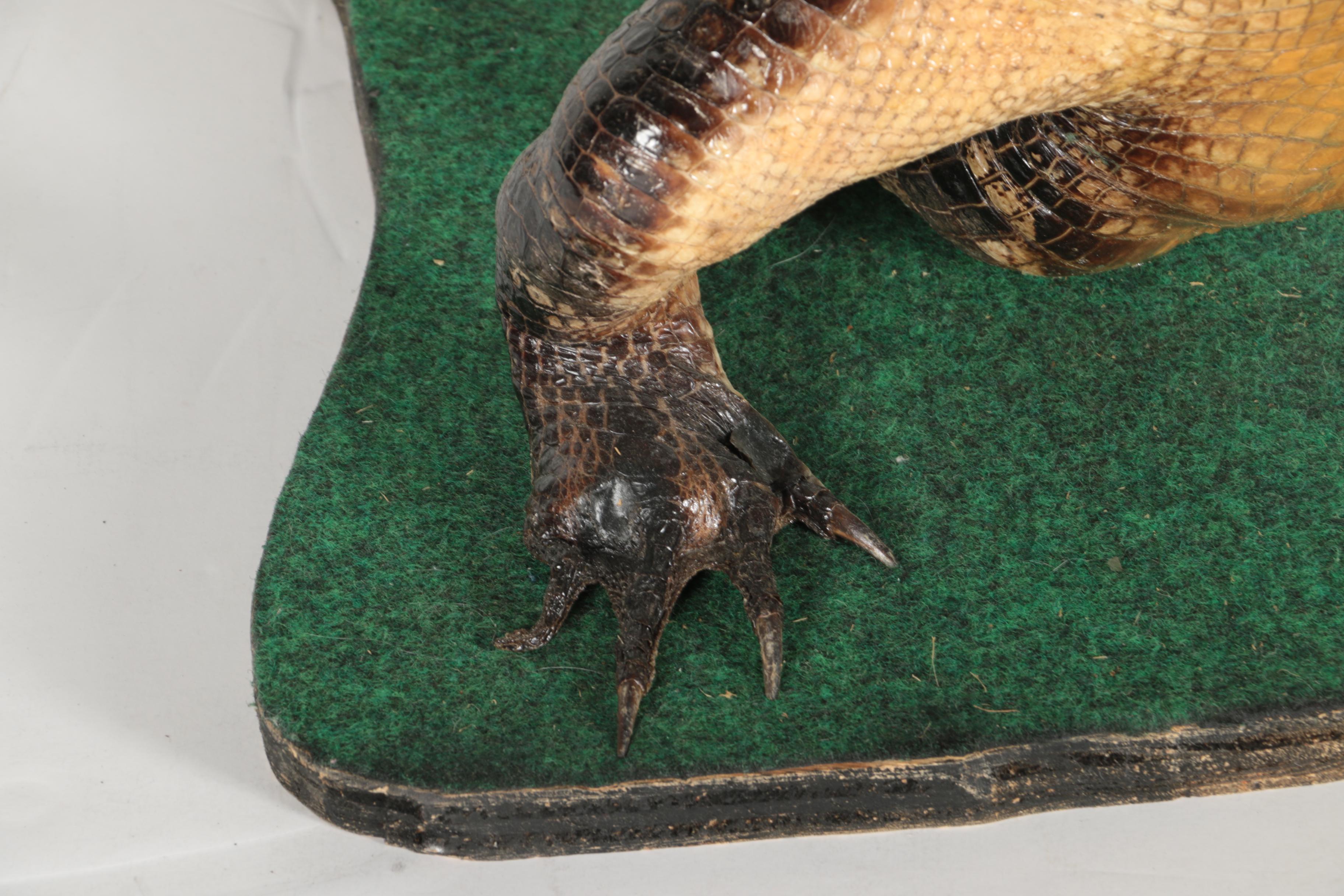 Taxidermy Alligator With Golf Club