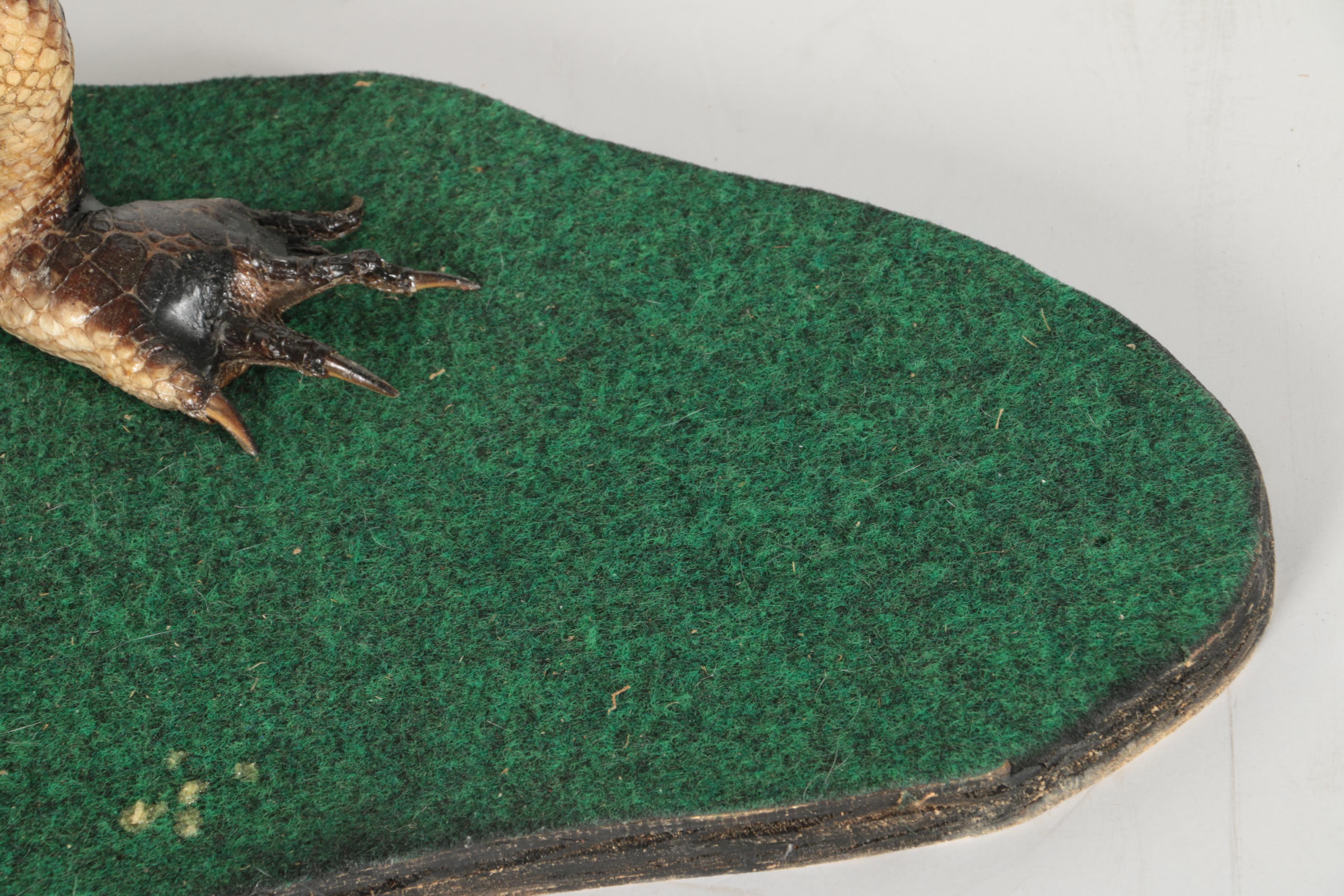 Taxidermy Alligator With Golf Club