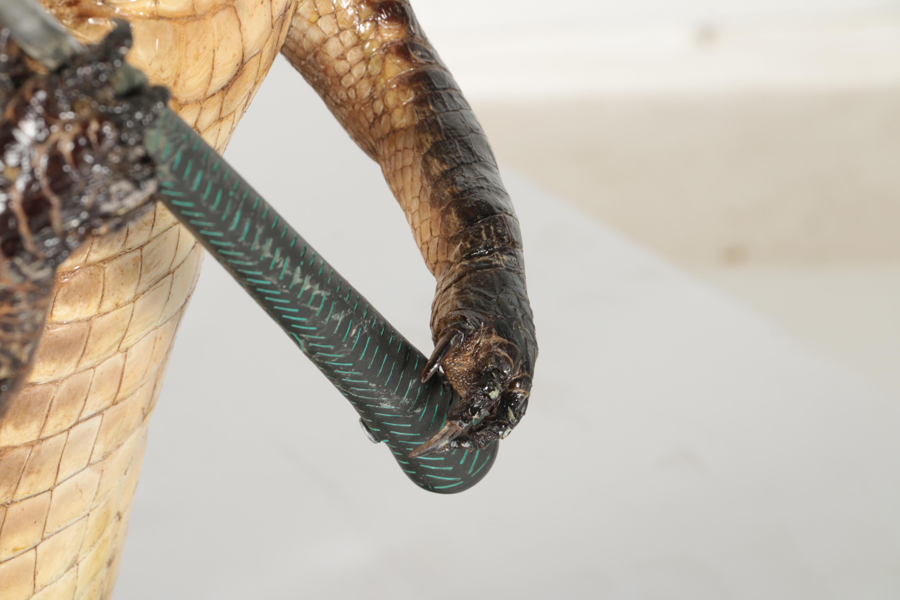 Taxidermy Alligator With Golf Club