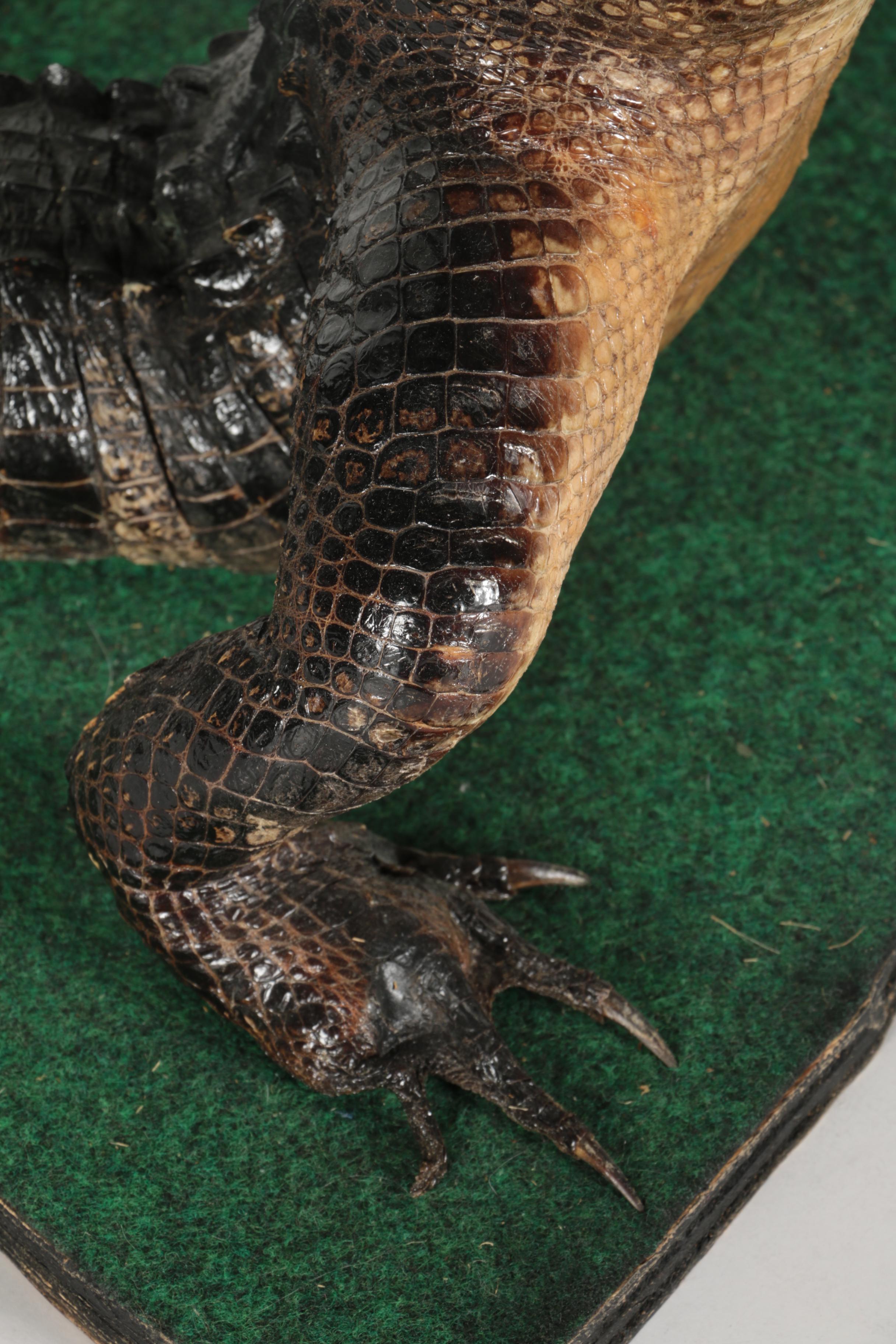 Taxidermy Alligator With Golf Club