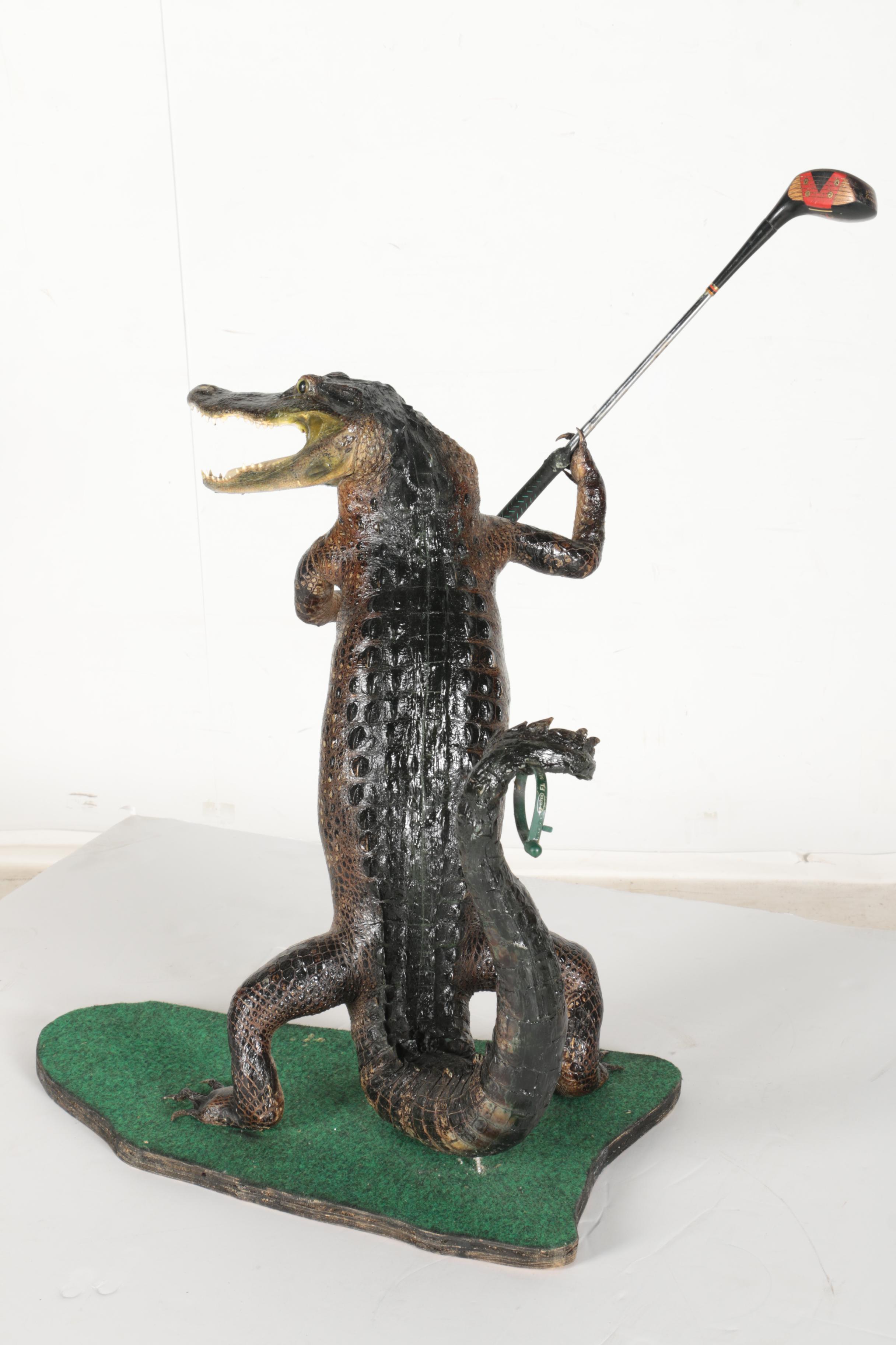 Taxidermy Alligator With Golf Club