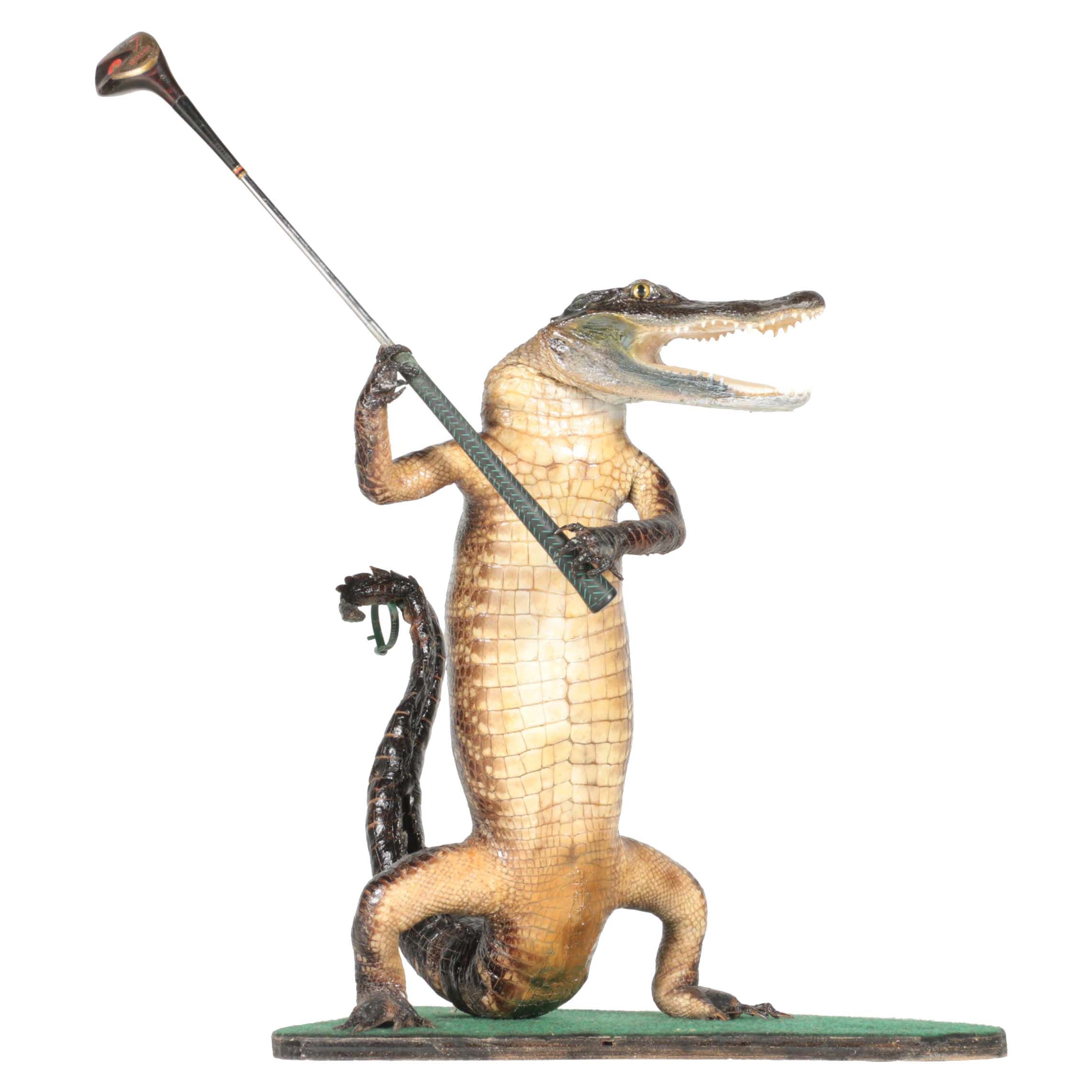 Taxidermy Alligator With Golf Club