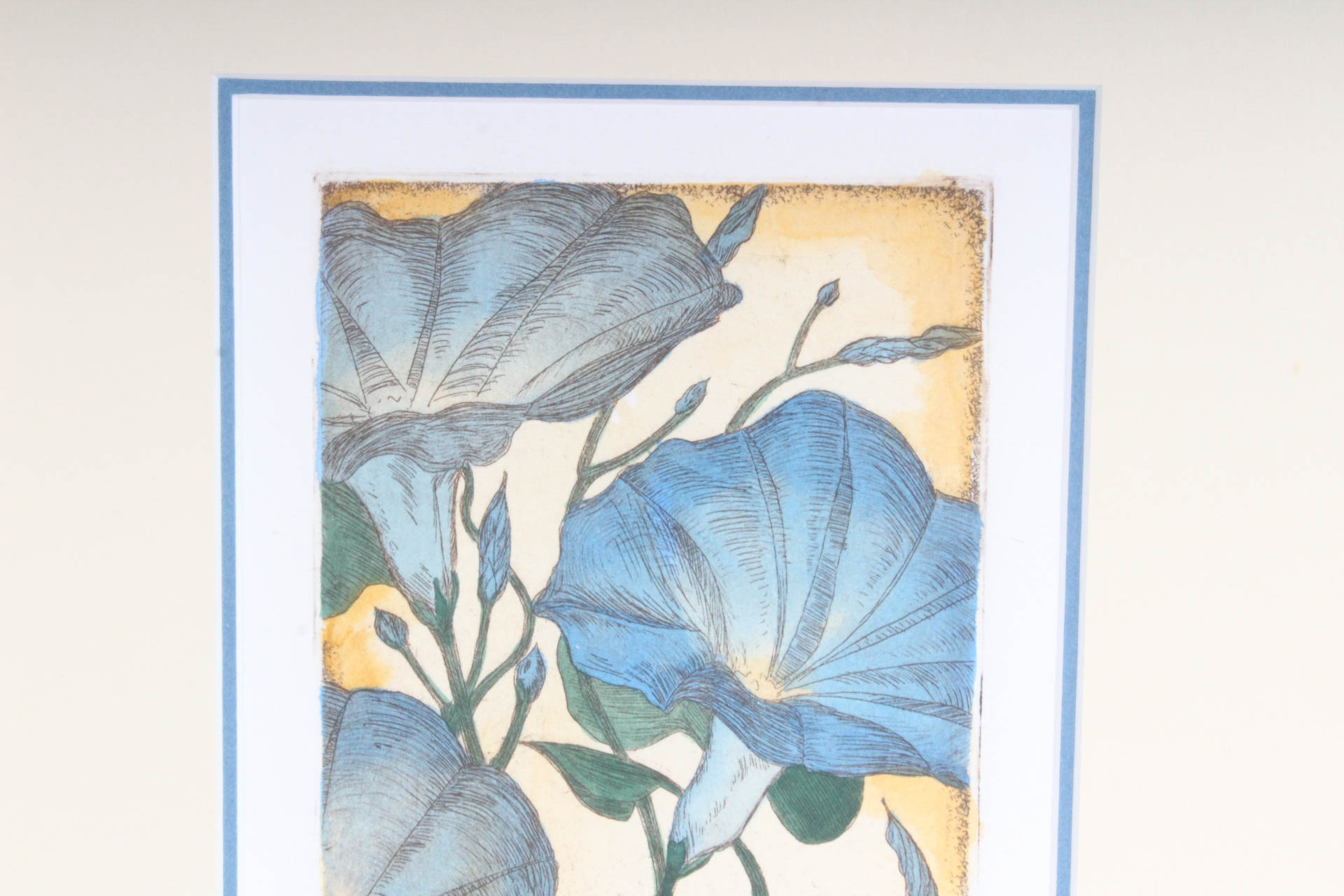Hand Tinted Etching of "Morning Glories"