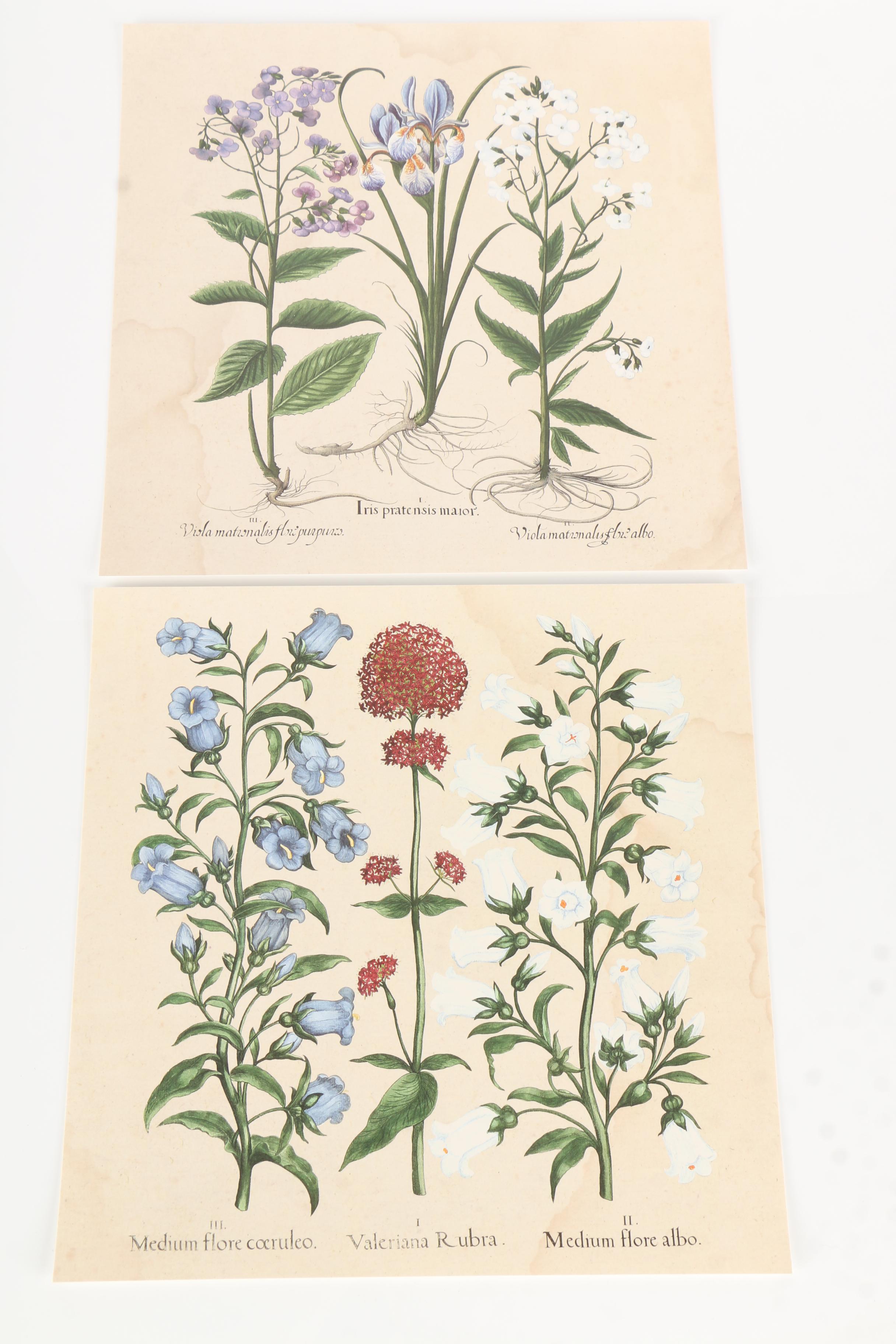 Natural Curiosities: Images for the Inquisitive, Hortus Eystettensis, Vol. 12