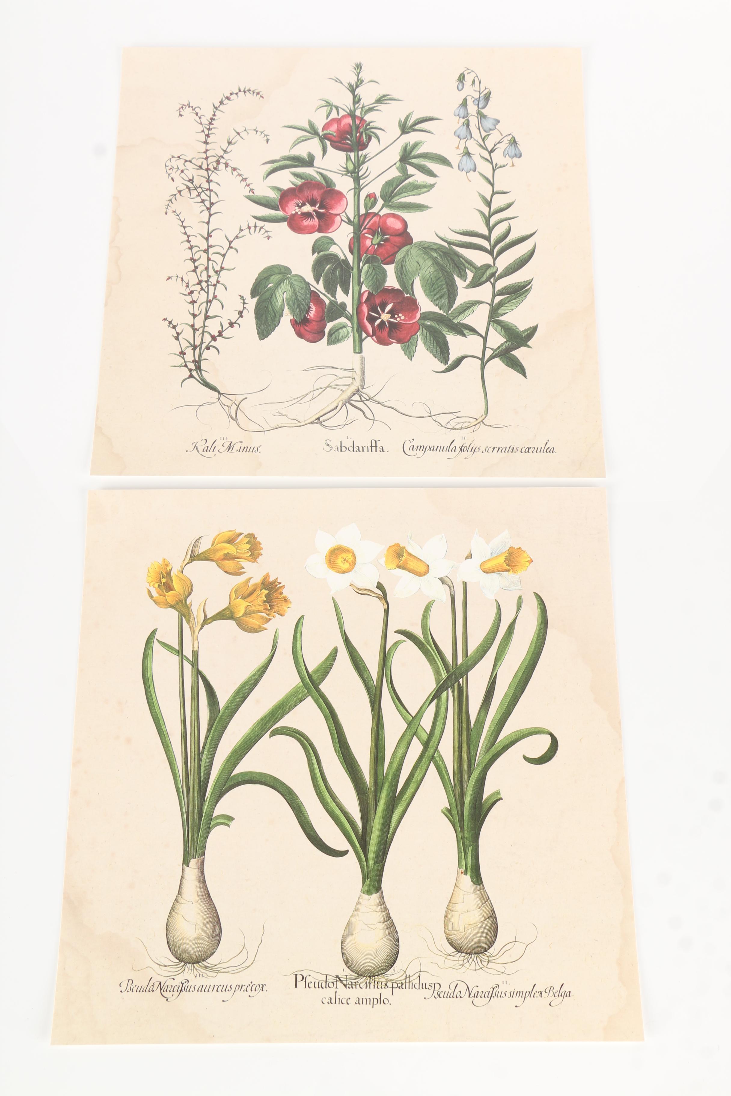 Natural Curiosities: Images for the Inquisitive, Hortus Eystettensis, Vol. 12