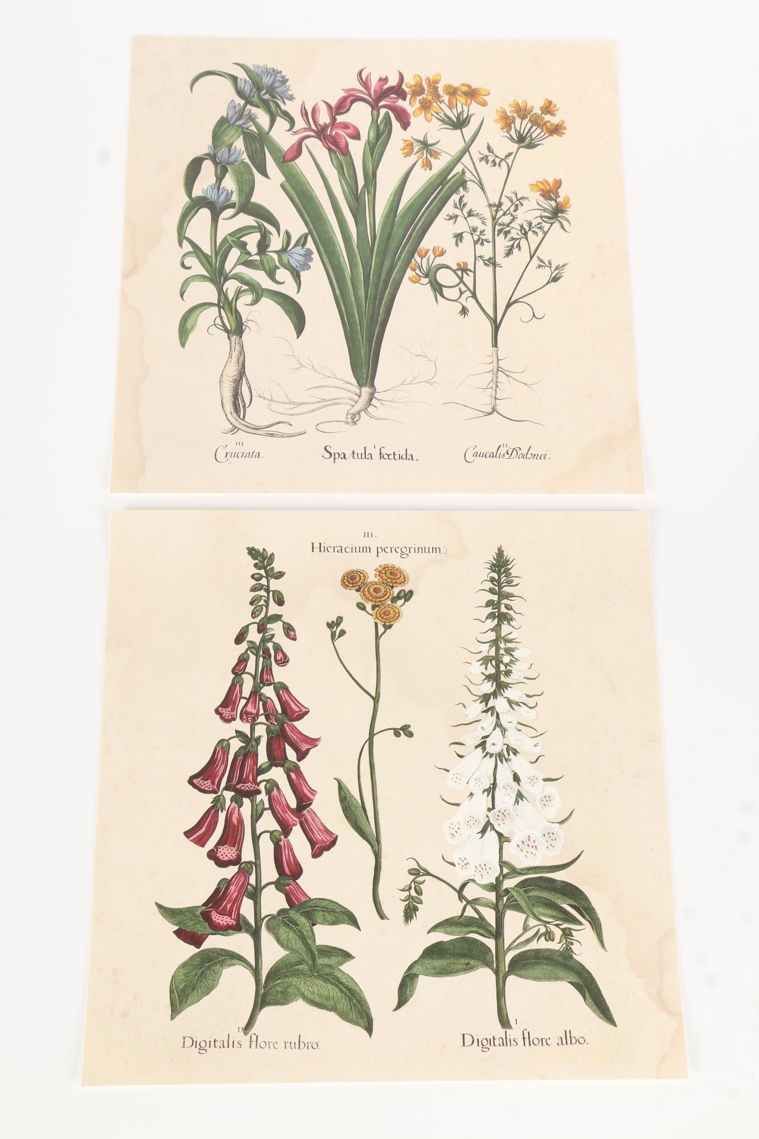 Natural Curiosities: Images for the Inquisitive, Hortus Eystettensis, Vol. 12