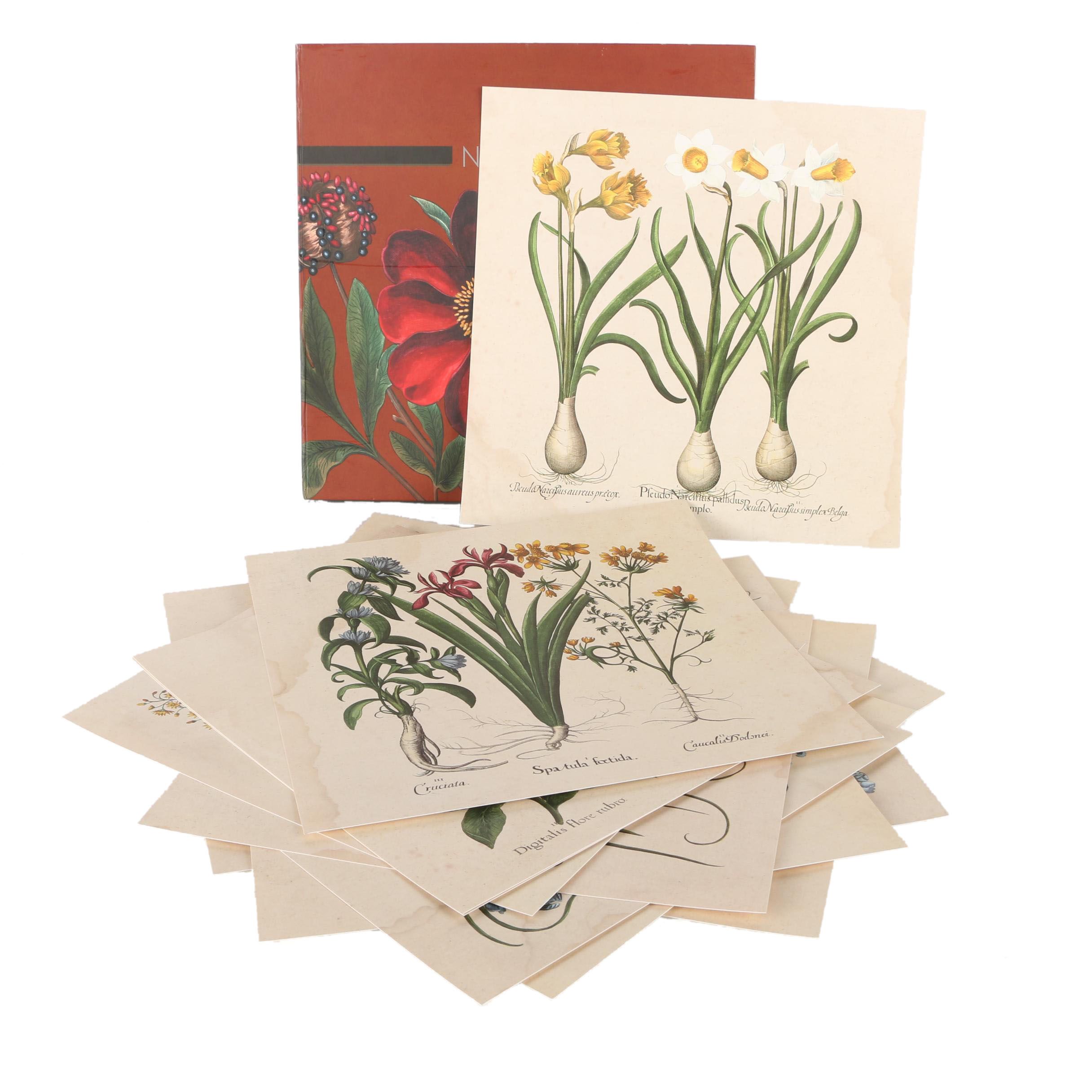 Natural Curiosities: Images for the Inquisitive, Hortus Eystettensis, Vol. 12