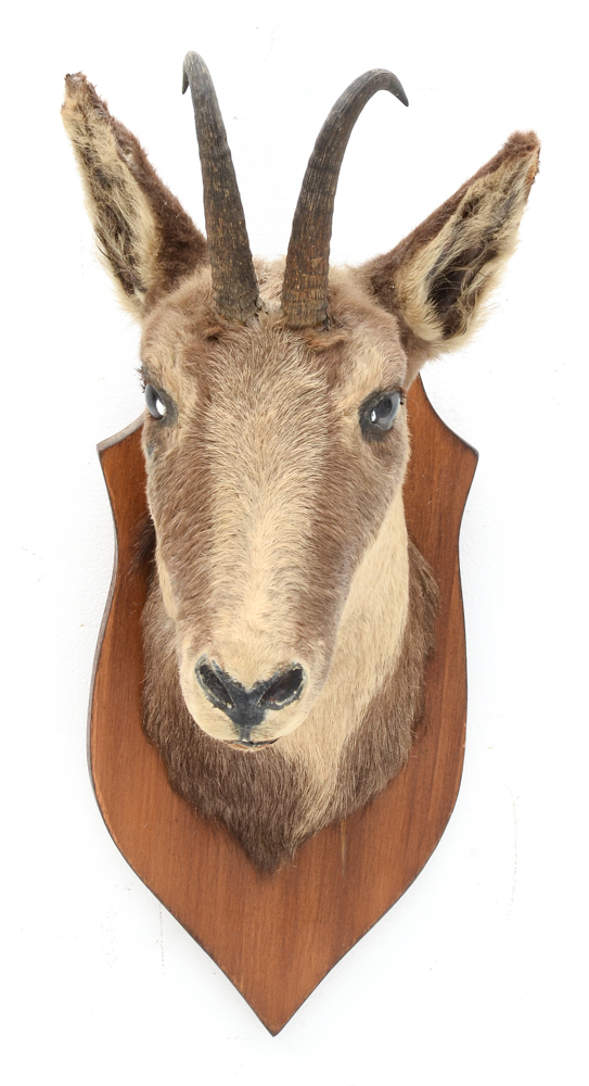 Mounted Taxidermy Balkan Chamois Goat Head