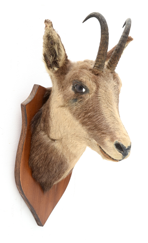 Mounted Taxidermy Balkan Chamois Goat Head