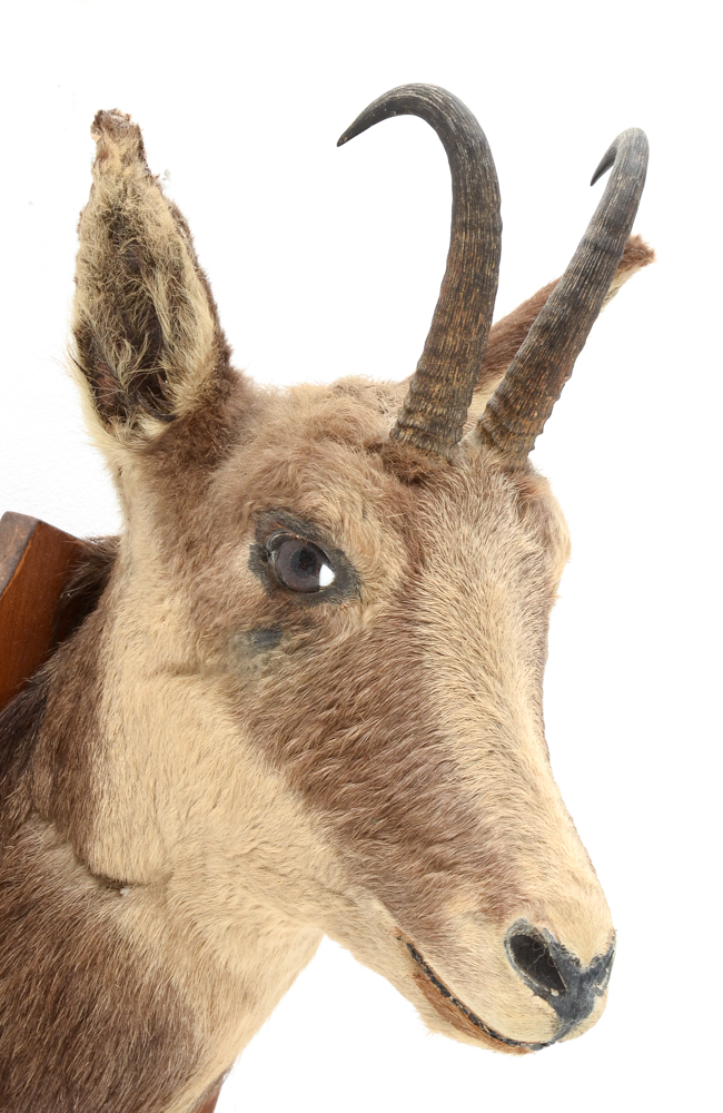 Mounted Taxidermy Balkan Chamois Goat Head
