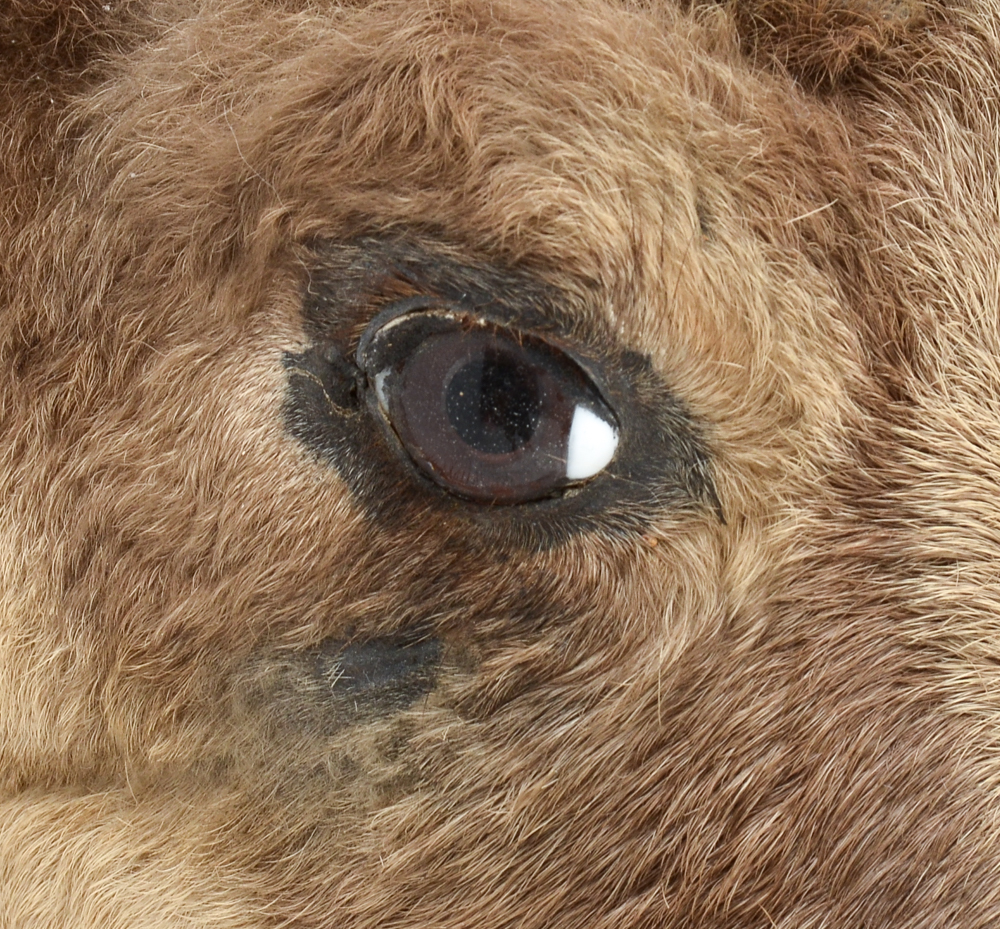 Mounted Taxidermy Balkan Chamois Goat Head