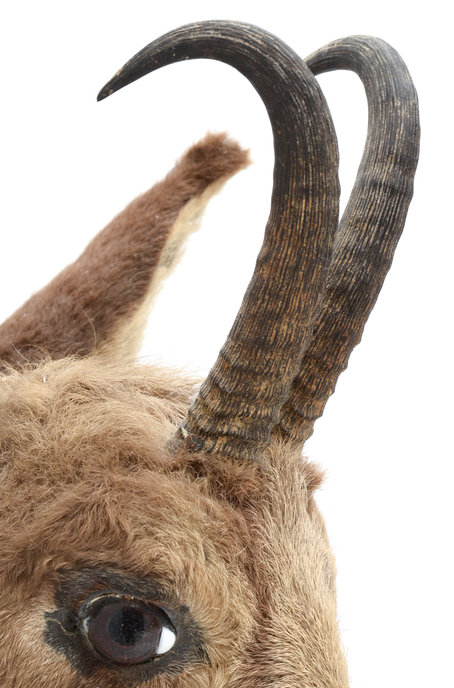 Mounted Taxidermy Balkan Chamois Goat Head