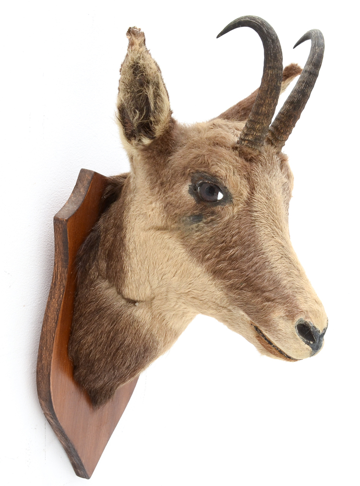 Mounted Taxidermy Balkan Chamois Goat Head