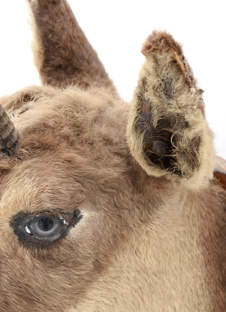 Mounted Taxidermy Balkan Chamois Goat Head