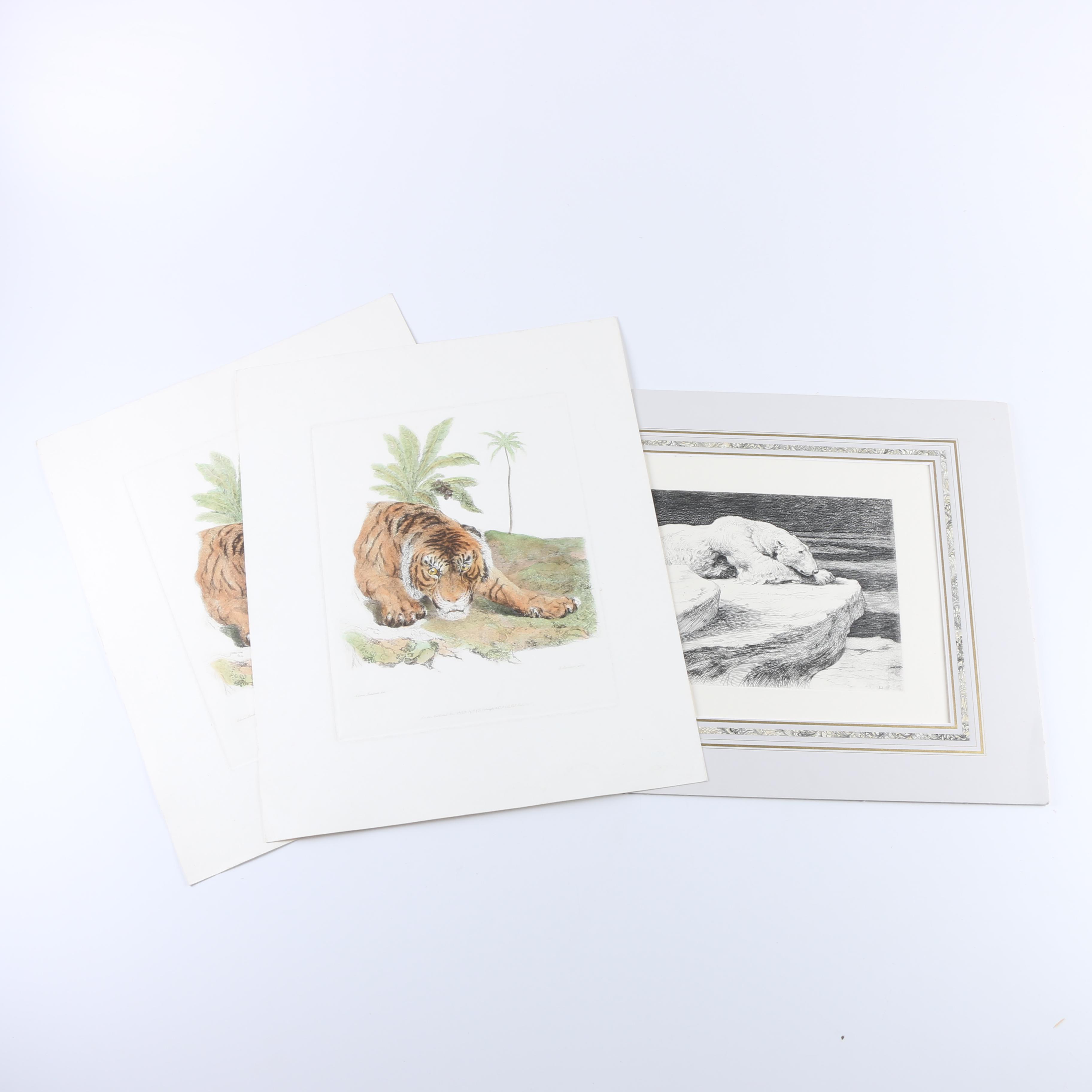 Hand-Colored Etchings of Animals
