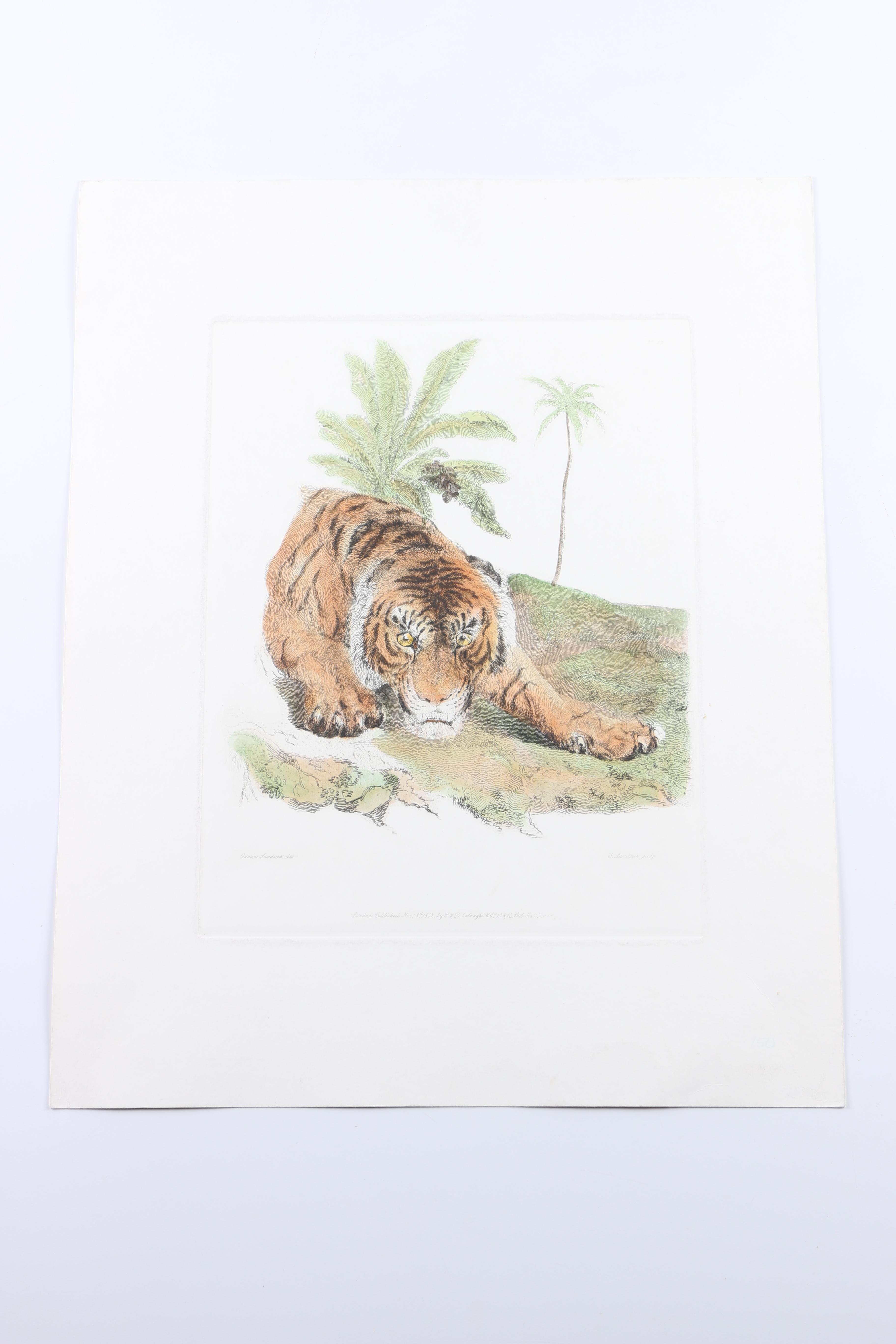 Hand-Colored Etchings of Animals